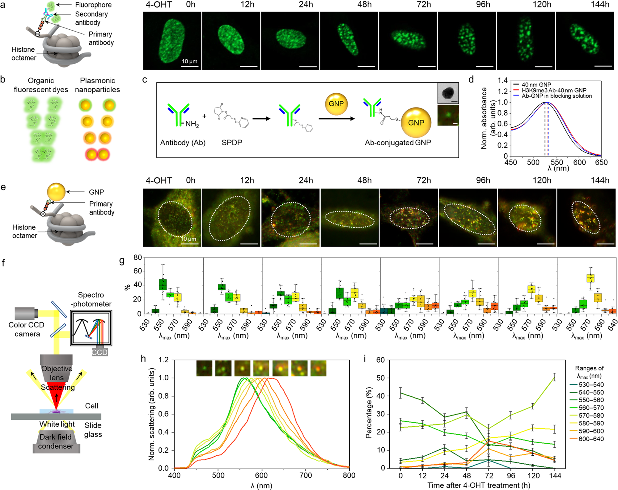 Fig. 2: Single histone marker (H3K9me3) imaging in OIS cells.