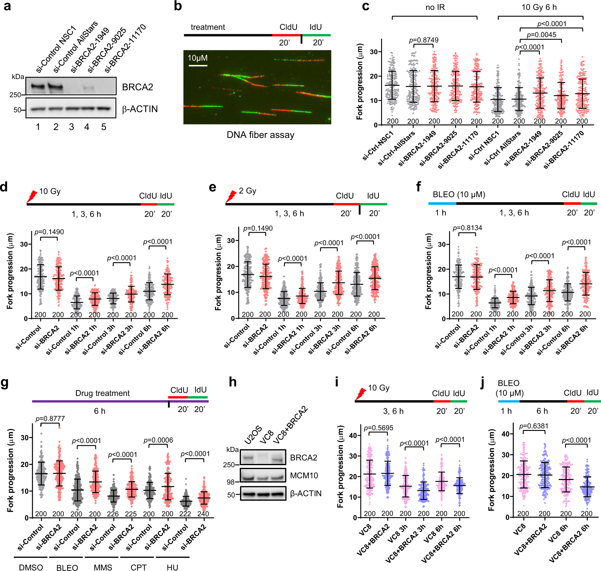 BRCA2 associates with MCM10 to suppress PRIMPOL-mediated repriming and  single-stranded gap formation after DNA damage | Nature Communications