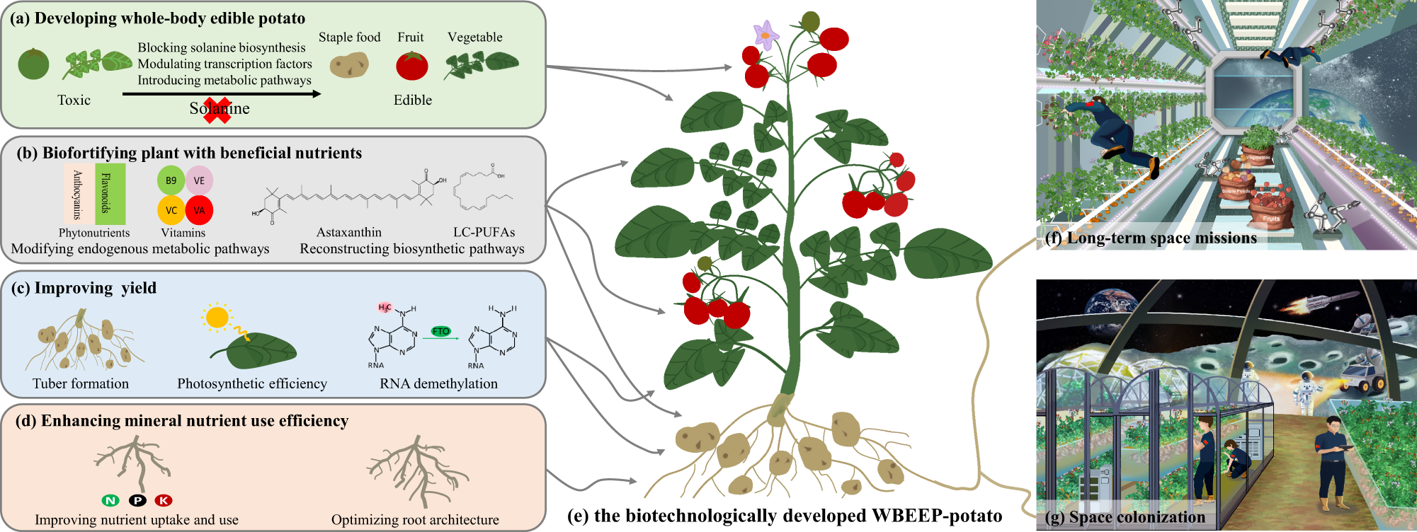 Biotechnological development of plants for space agriculture