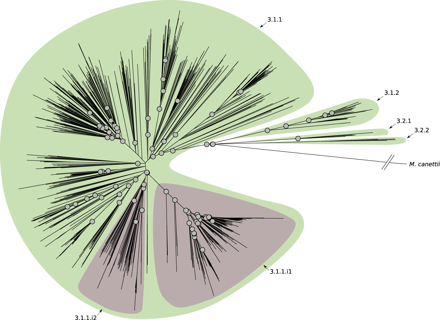 Fig. 2: Phylogenetic tree reconstruction of lineage 3 (binary tree).