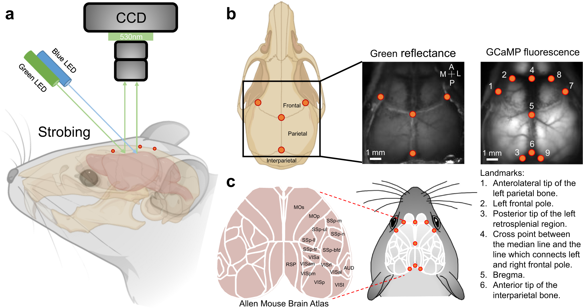 Человек мышь мозг. Mouse Brain Atlas. Vjou VBIB.