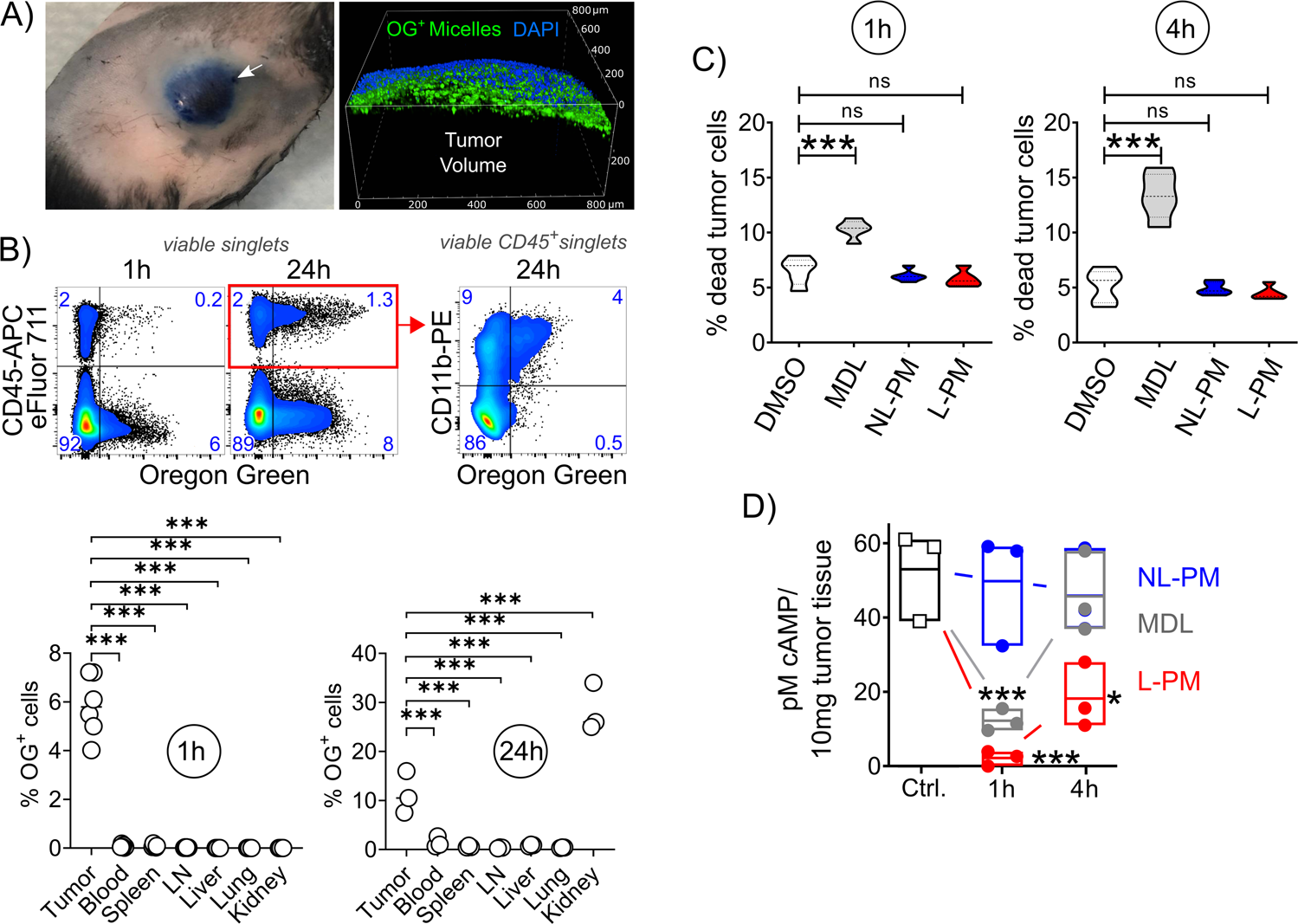Fig. 2: Effect and distribution of peritumorally injected MDL-loaded polymer micelles.