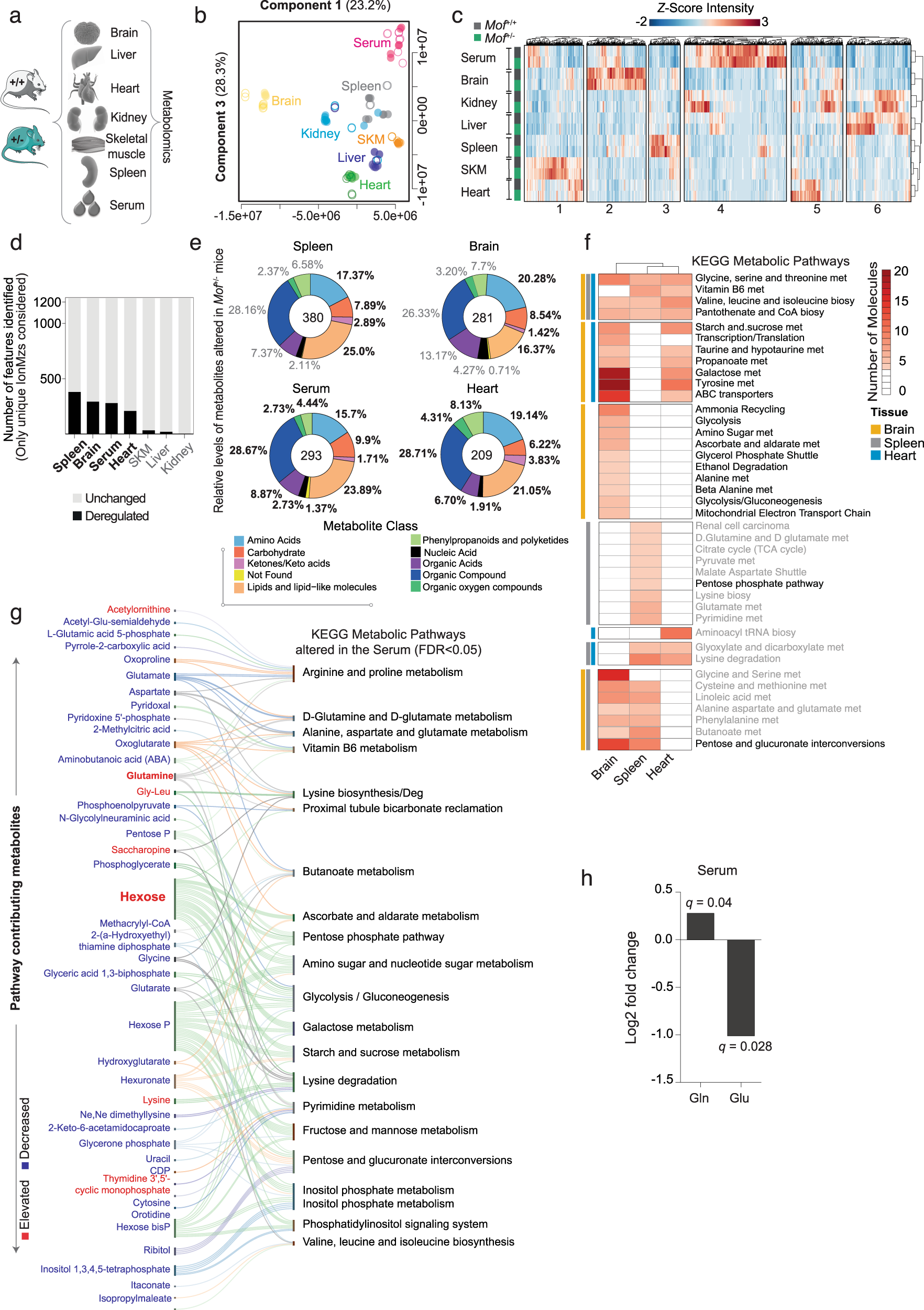 Fig. 1: Chronic reduction of MOF triggers systemic metabolic destablization.