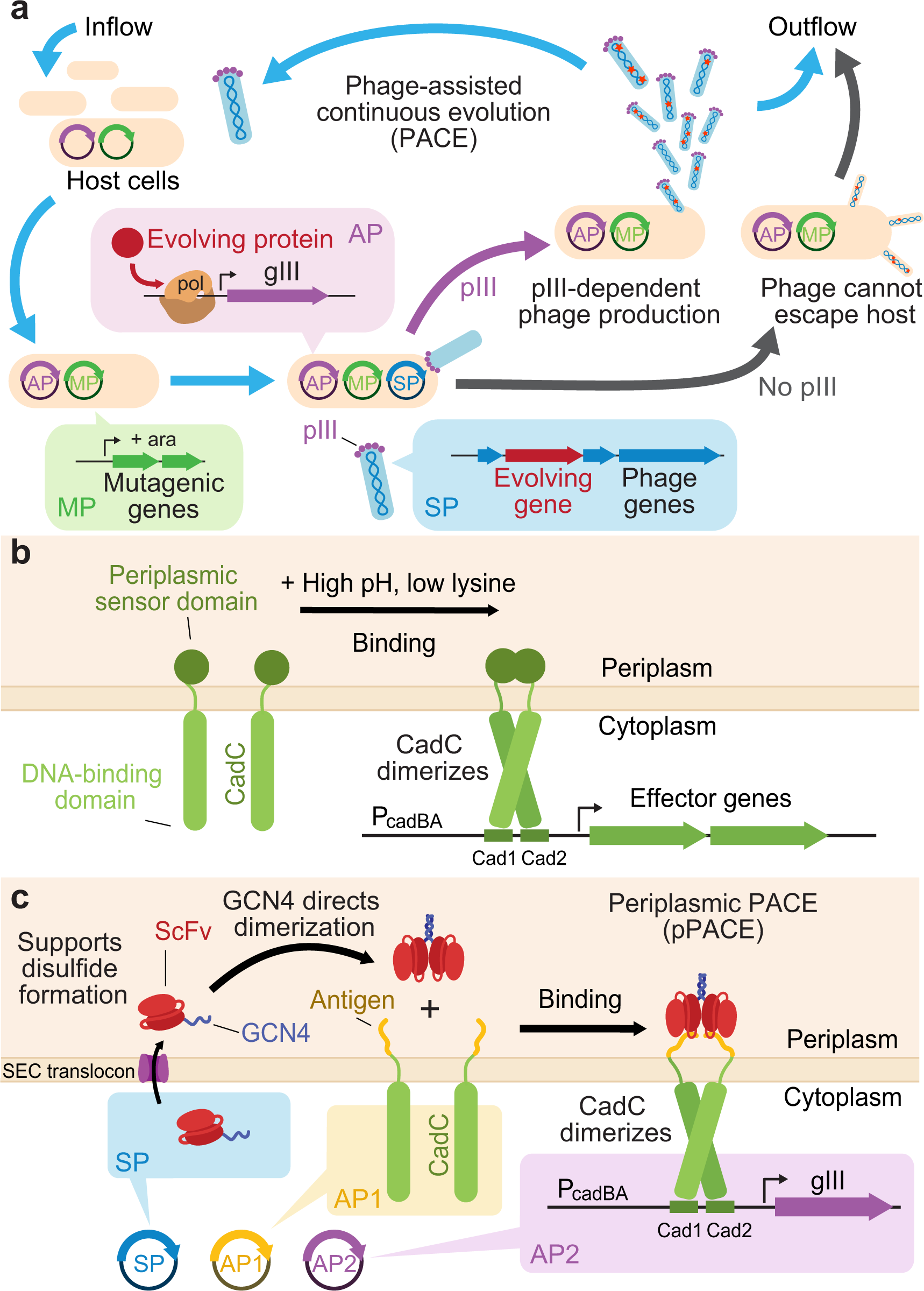 Disulfide-compatible phage-assisted continuous evolution in the periplasmic  space | Nature Communications