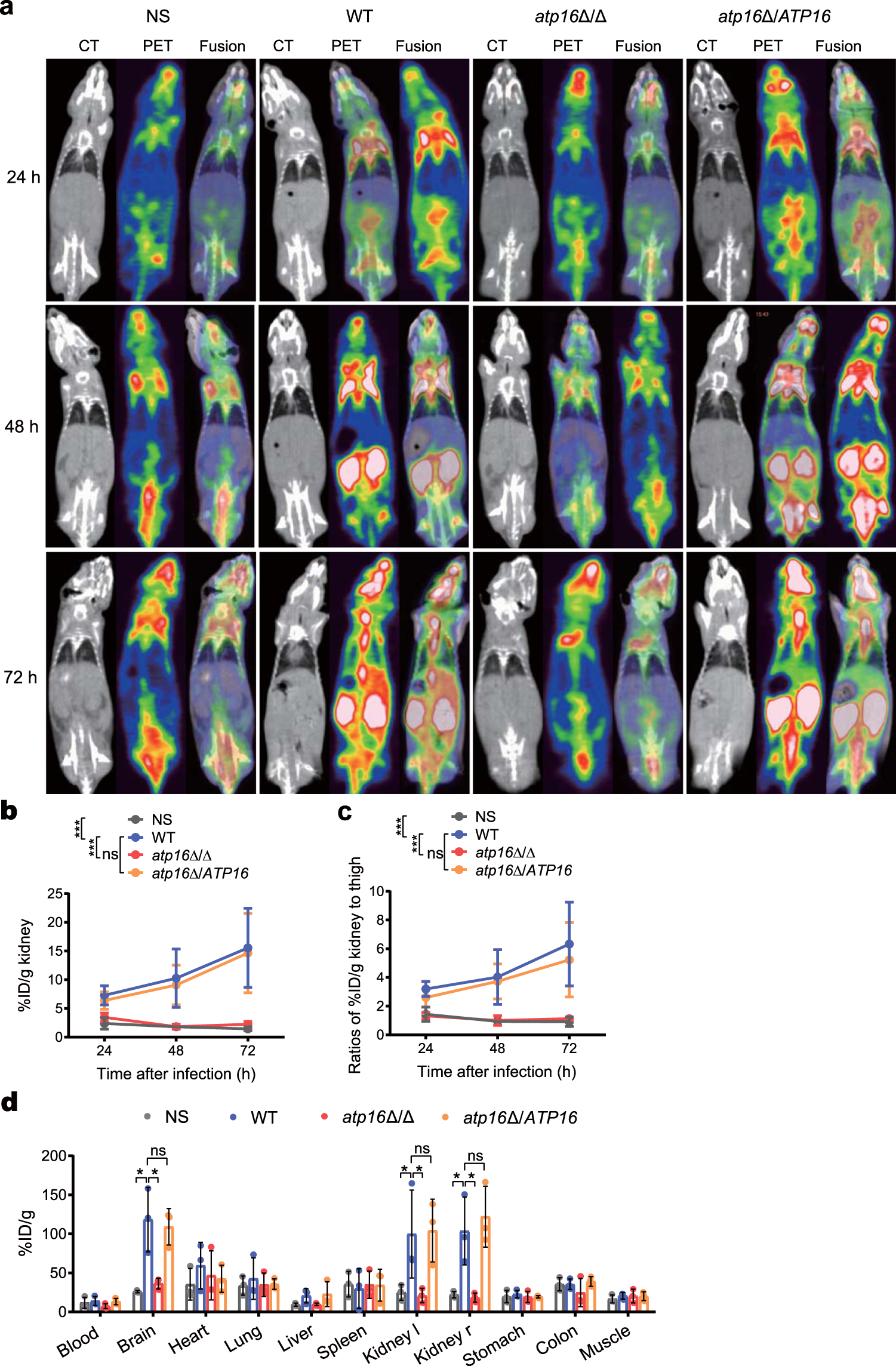 Fig. 2: Deletion of the δ subunit abrogates lethal C. albicans infection as monitored by MicroPET.