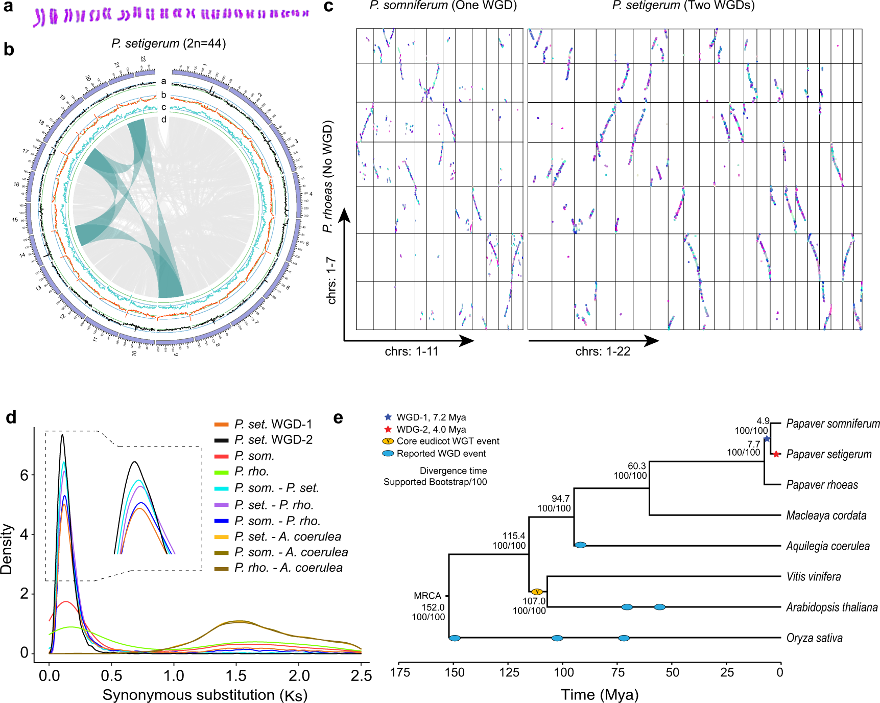 Three Chromosome Scale Papaver Genomes Reveal Punctuated Patchwork Evolution Of The Morphinan And Noscapine Biosynthesis Pathway Nature Communications Three Chromosome Scale Papaver Genomes Reveal Punctuated Patchwork Evolution Of The Morphinan And Noscapine Biosynthesis Pathway Nature Communications