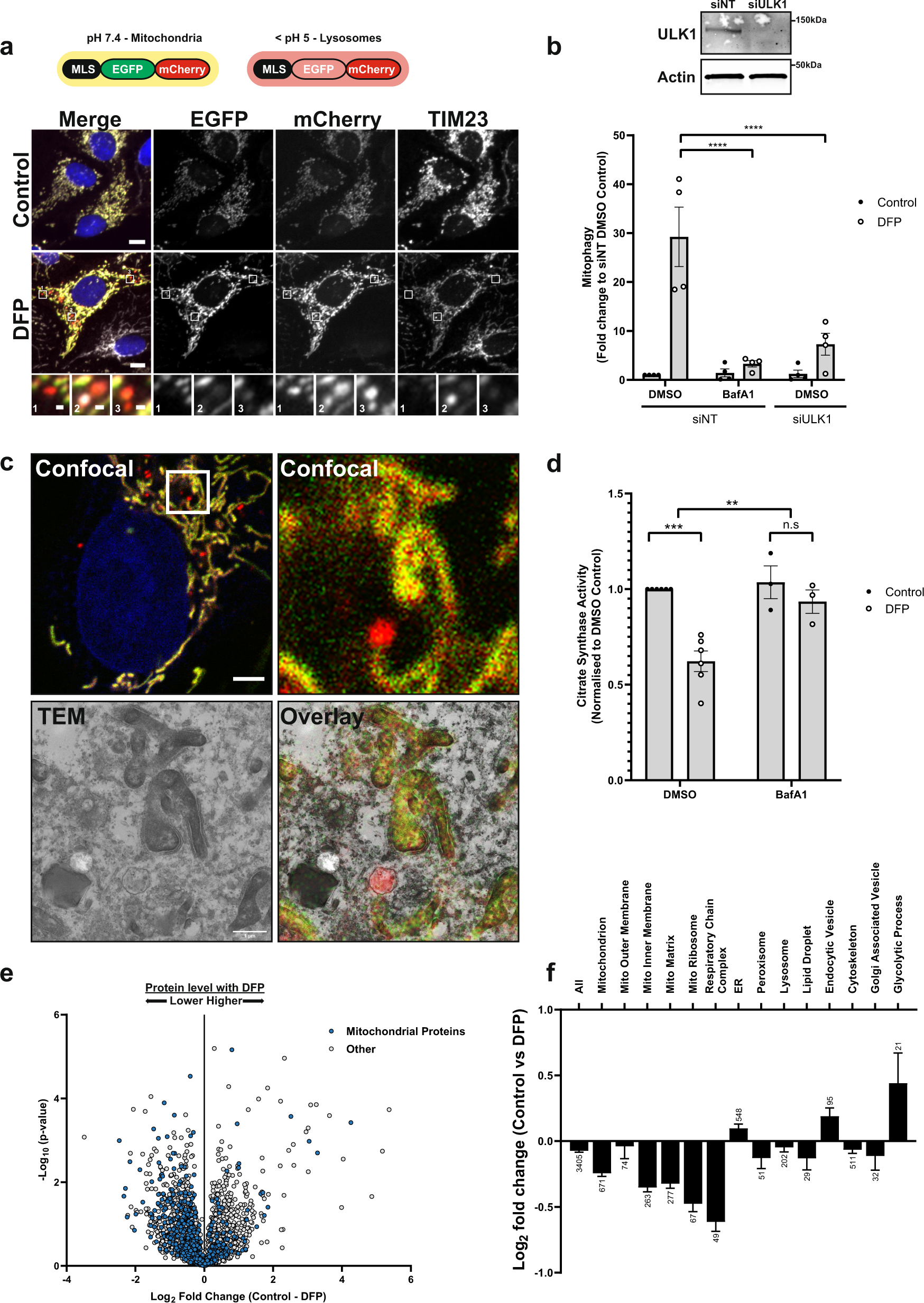 GAK and PRKCD are positive regulators of PRKN-independent mitophagy |  Nature Communications