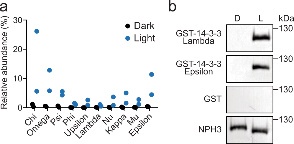 Regulation of plant phototropic growth by NPH3/RPT2-like substrate  phosphorylation and 14-3-3 binding | Nature Communications