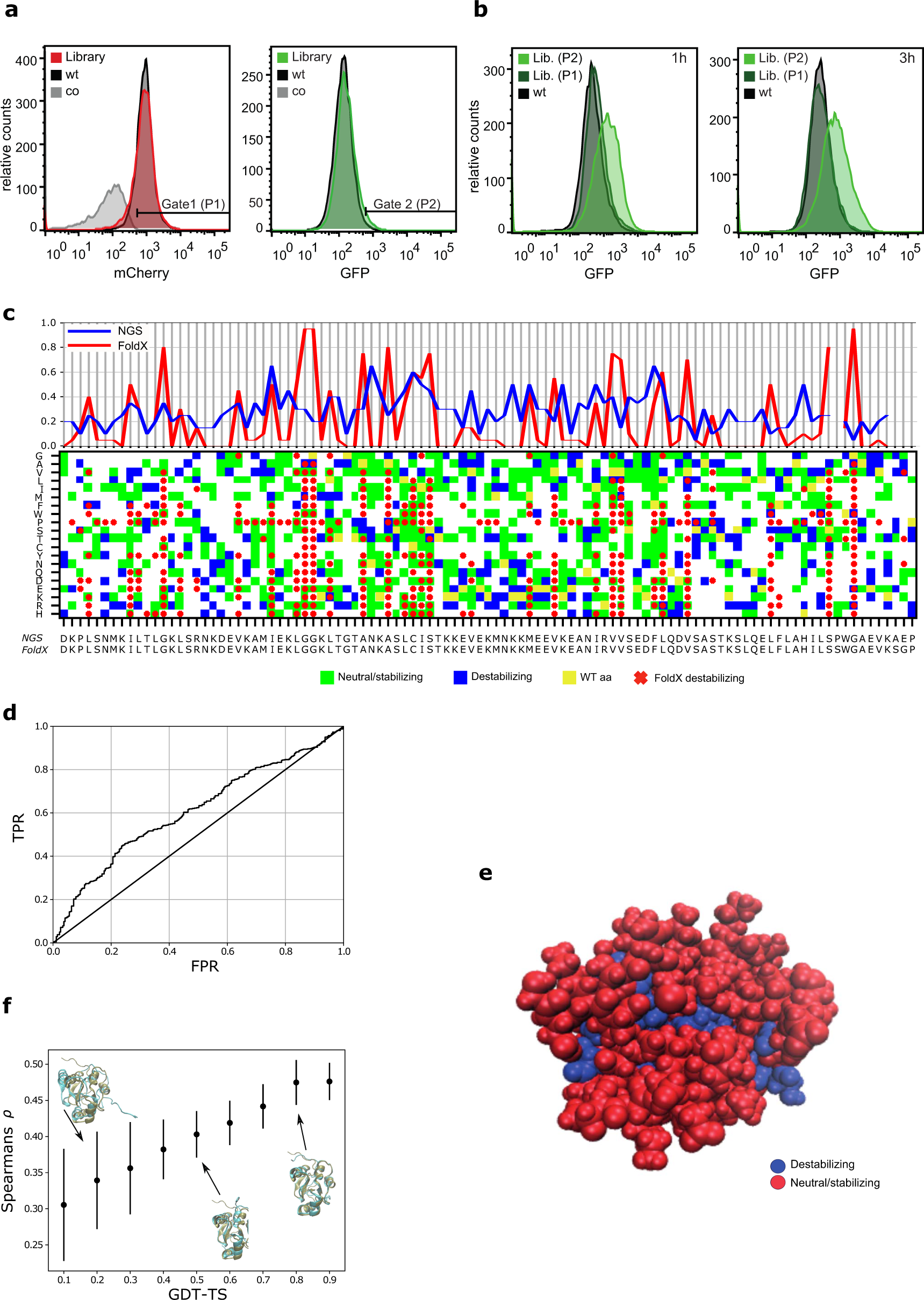 Fig. 5: FACS sorting and deep mutational scanning to identify variants of PARP1-BRTC with decreased protein folding.