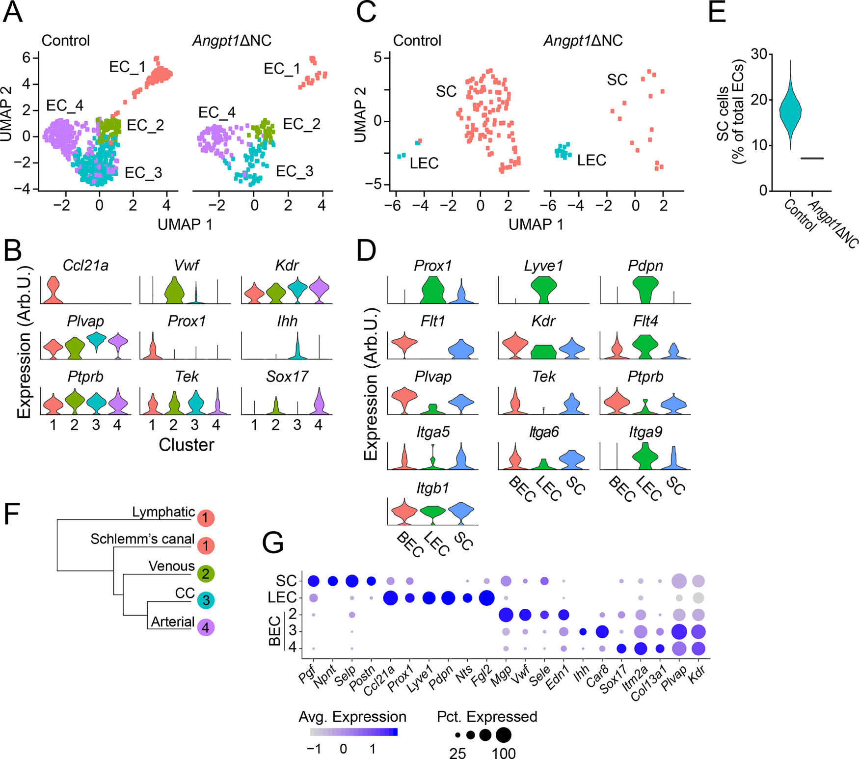 Fig. 6: Single-cell RNA sequencing identified Schlemm’s canal endothelial cells.