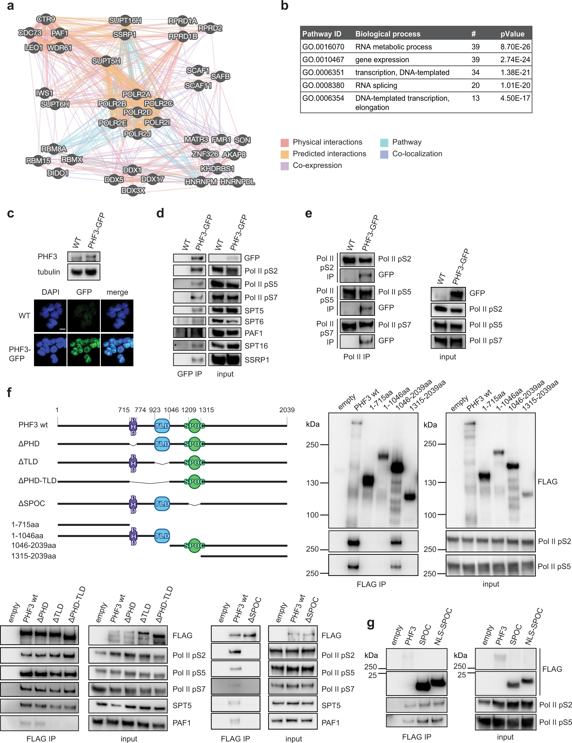 PHF3 regulates neuronal gene expression through the Pol II CTD reader  domain SPOC | Nature Communications