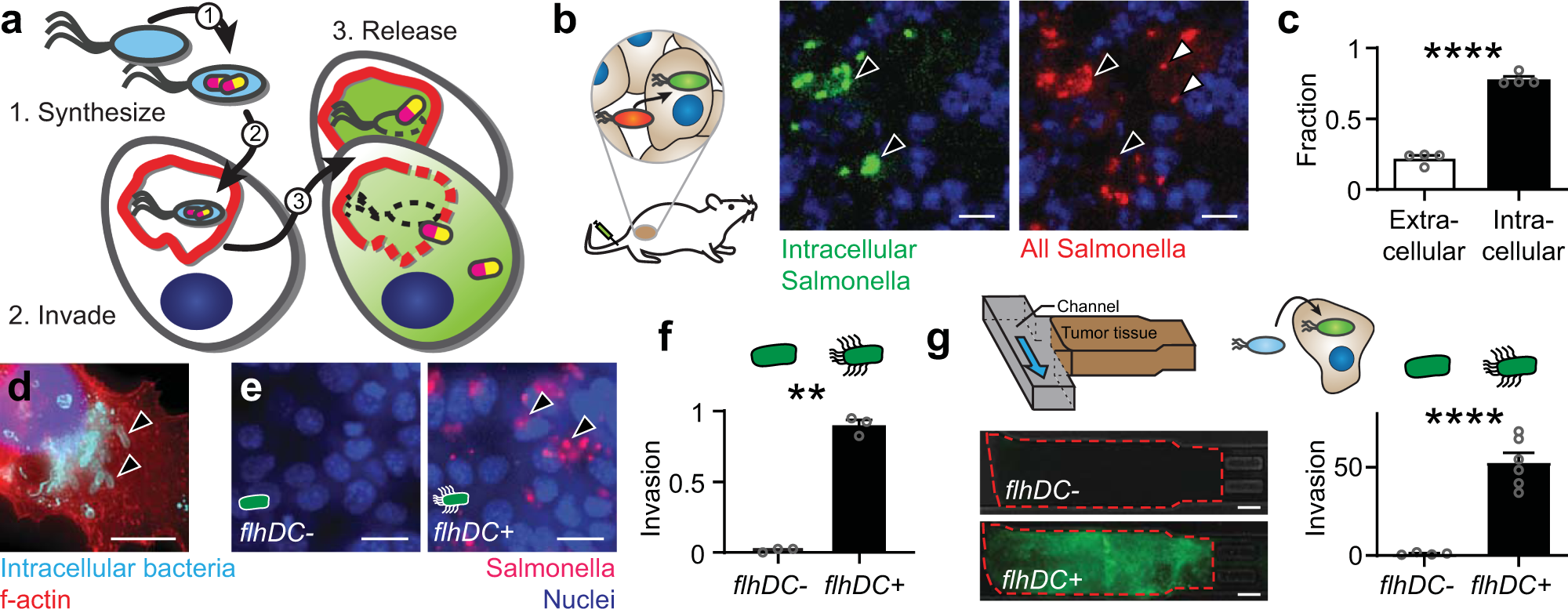 Harnessing Engineered Immune Cells and Bacteria as Drug Carriers