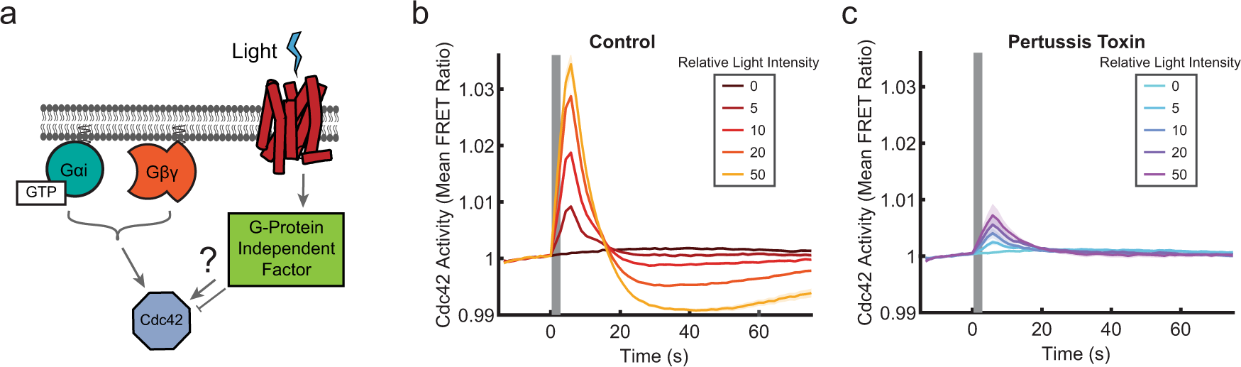 Fig. 5: Cdc42 is activated downstream of Giα family G proteins.
