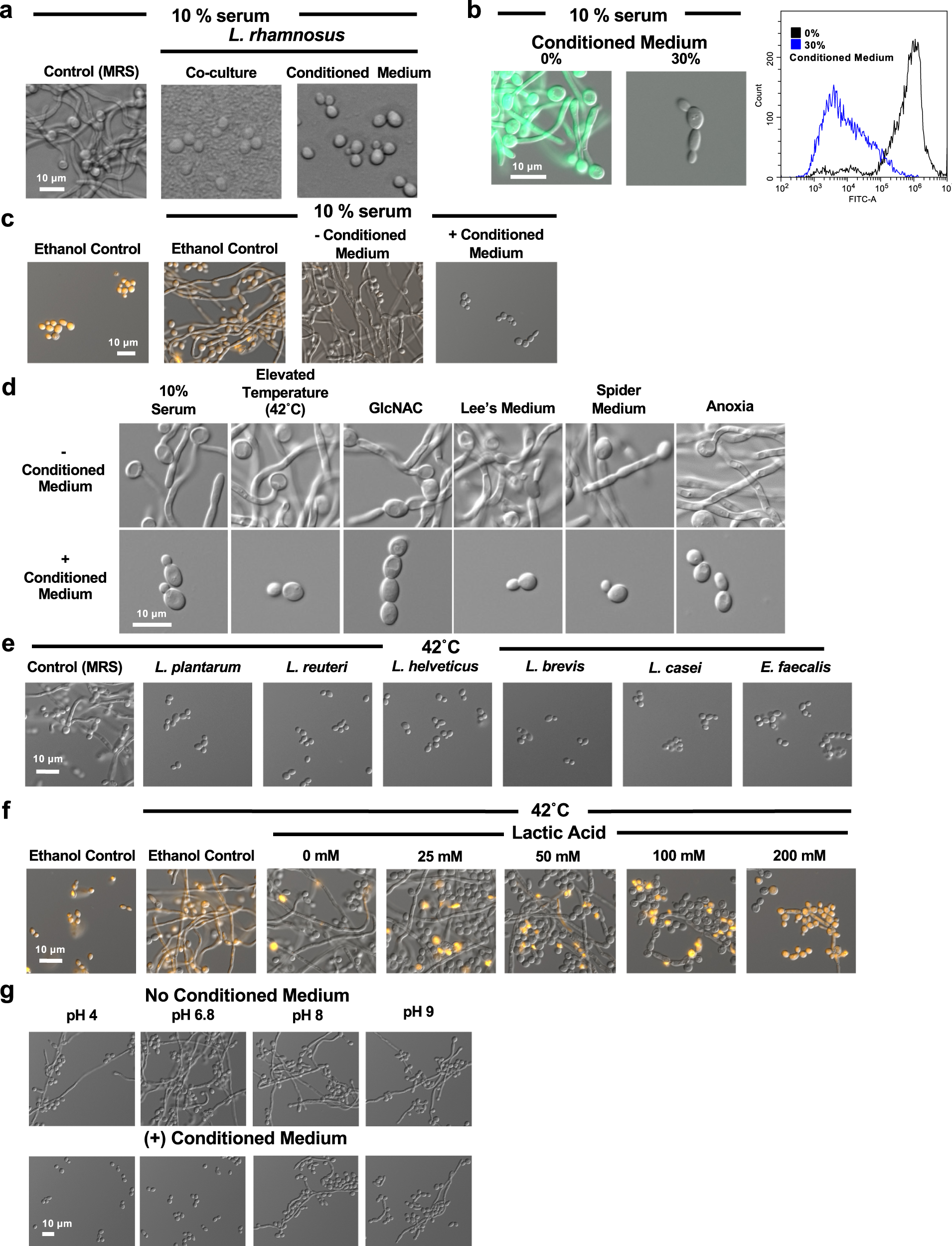 A small molecule produced by Lactobacillus species blocks Candida albicans  filamentation by inhibiting a DYRK1-family kinase | Nature Communications