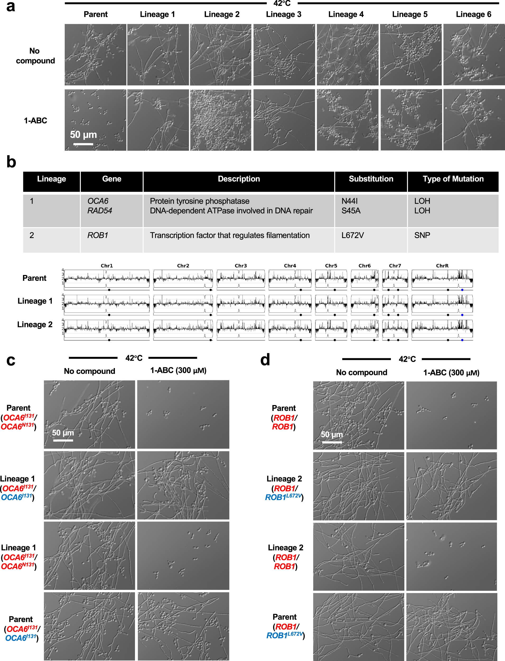 Fig. 4: Mutations in OCA6 and ROB1 enable C. albicans filamentation despite exposure to 1-ABC.