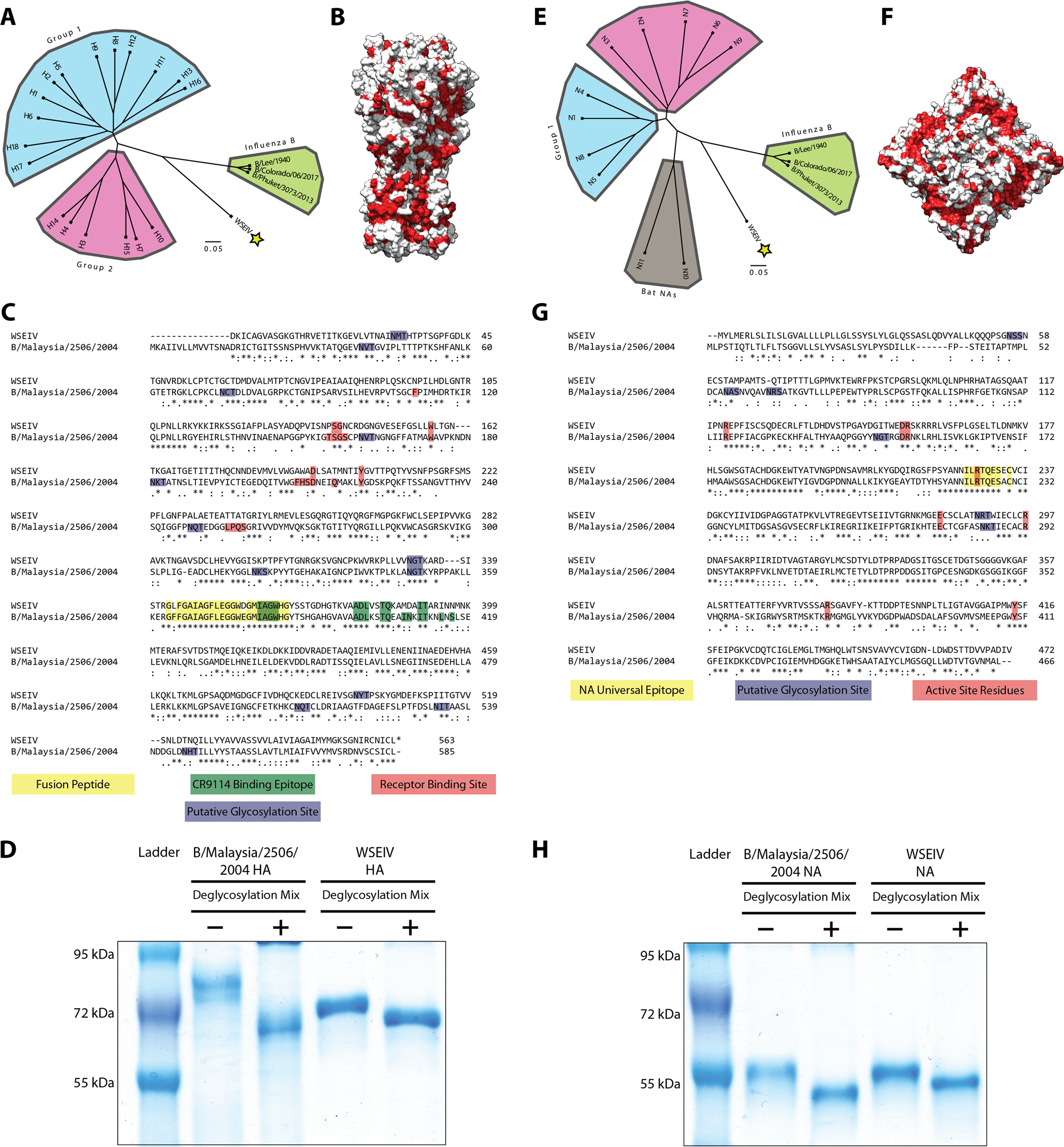 Functionality of the putative surface glycoproteins of the Wuhan spiny eel  influenza virus | Nature Communications