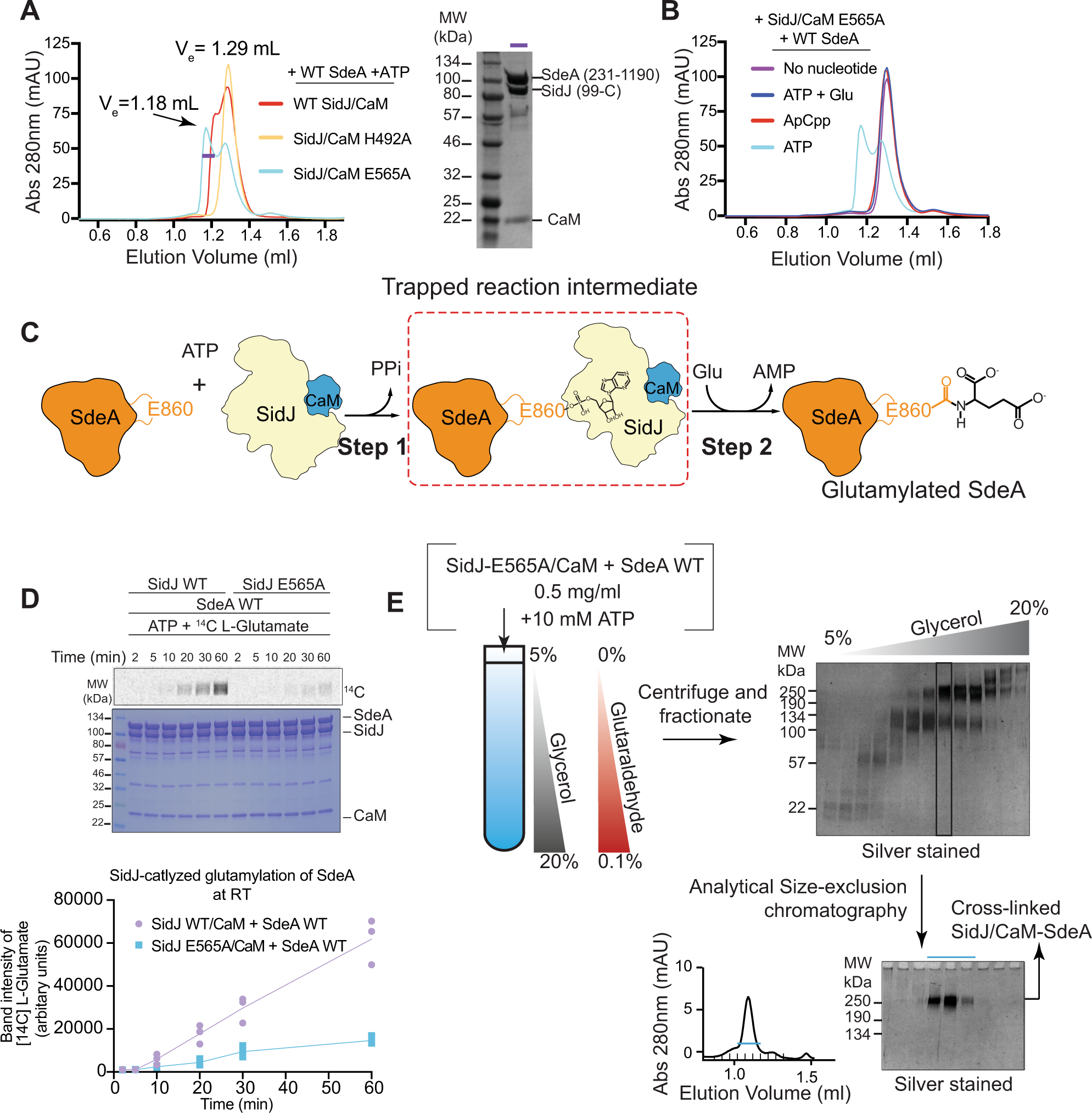 Fig. 1: SidJ E565A/CaM and SdeA form a stable reaction intermediate complex.