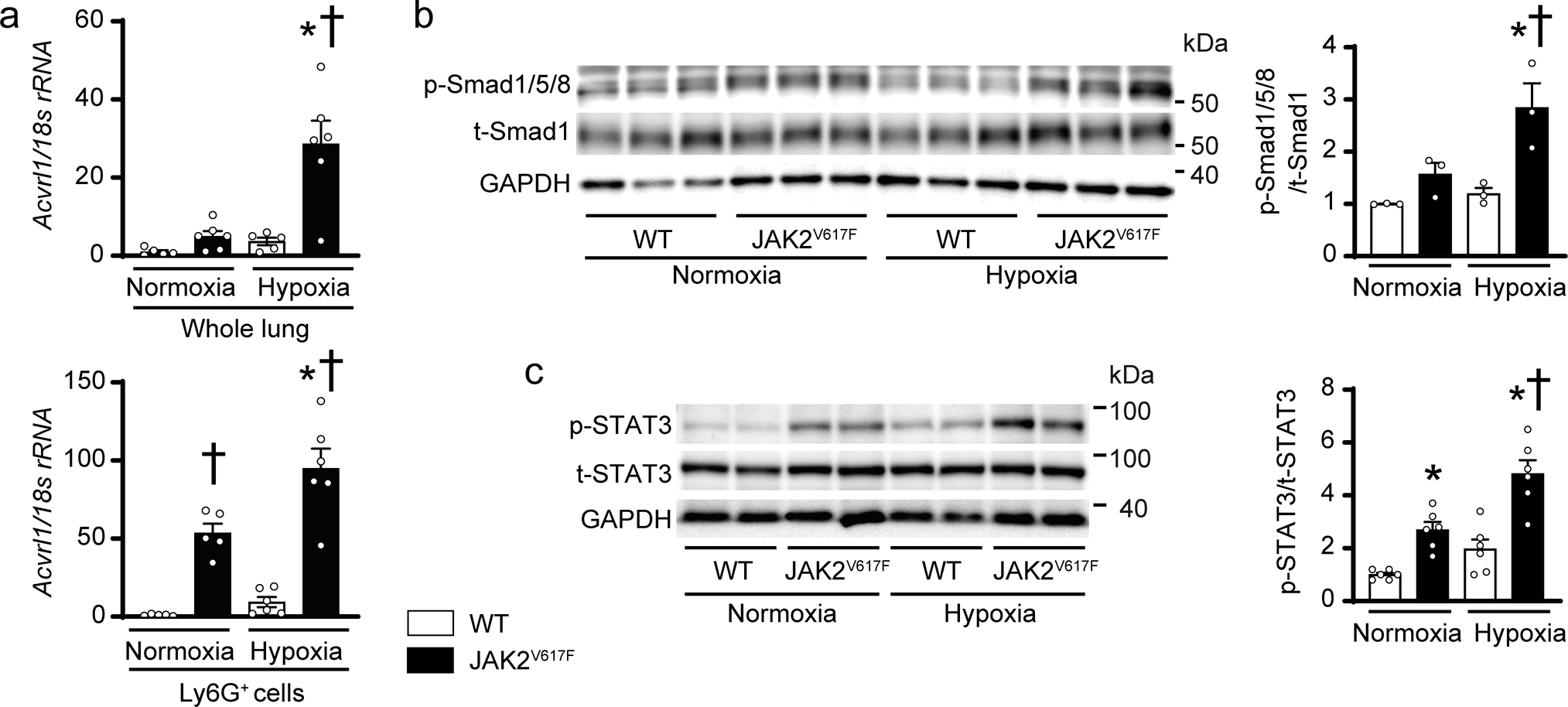 Fig. 6: Acvrl1 mRNA expressions and phosphorylation of Smad1/5/8 and STAT3 in the lungs of JAK2V617F mice in response to chronic hypoxia.