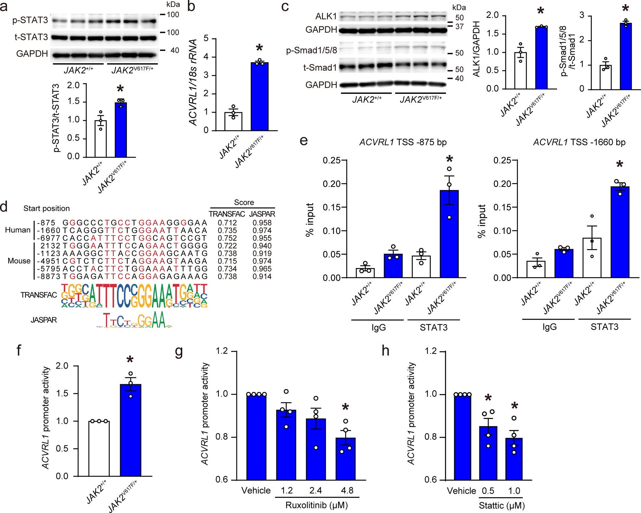 Fig. 7: JAK2V617F transcriptionally upregulates ACVRL1 by STAT3-binding.