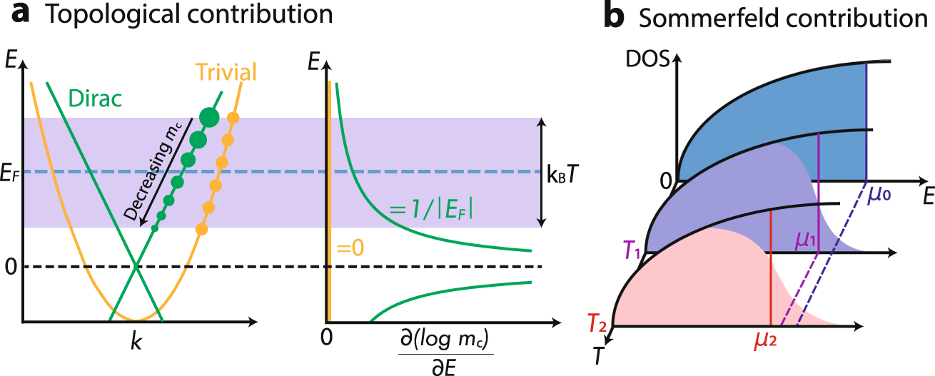 Fig. 1: Illustration for topological and Sommerfeld contributions to temperature dependence of oscillation frequency.