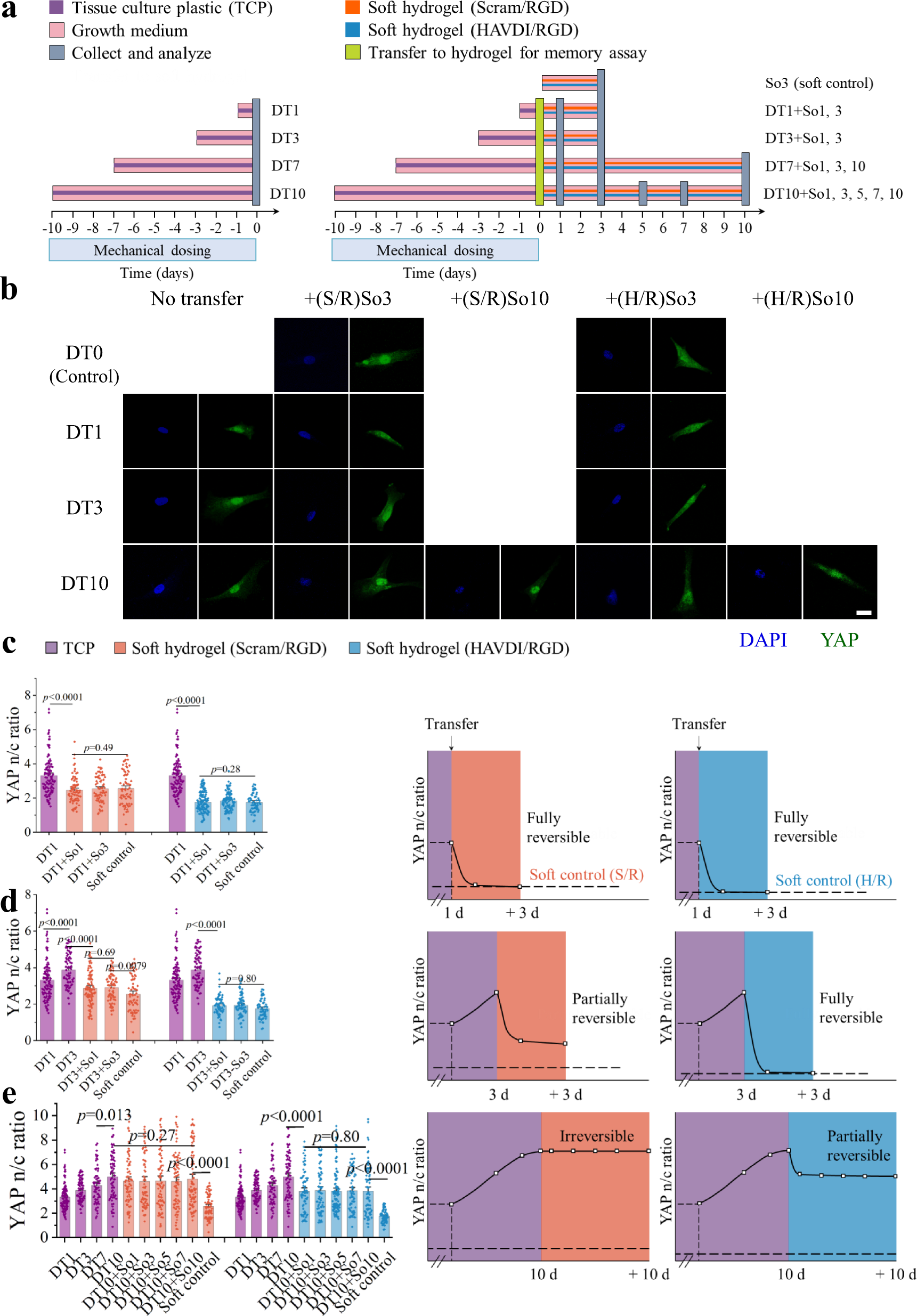 Fig. 3: HAVDI ligation reversed YAP nuclear localization in hMSCs.
