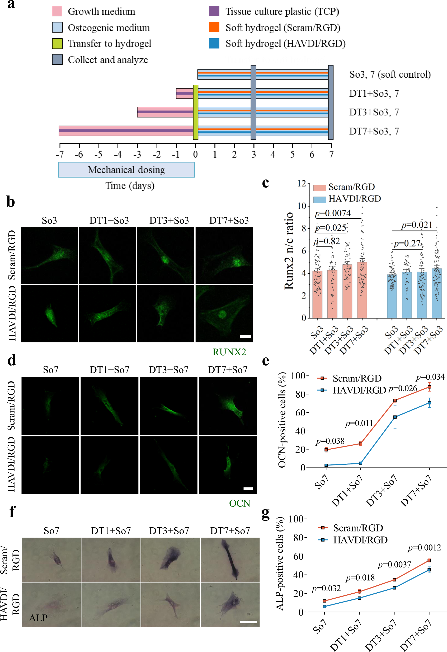 Fig. 4: The HAVDI/RGD hydrogel can be used to reduce long-term retention of the effects of mechanotransduction and inhibit osteogenic differentiation of hMSCs.