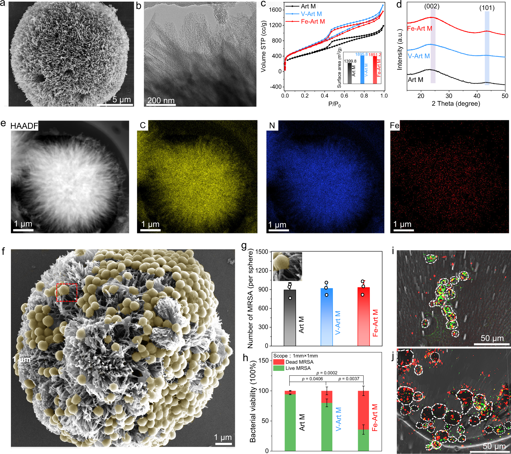Fig. 2: Characteristics of different Art Ms and their bacterial “capture and killing” function.
