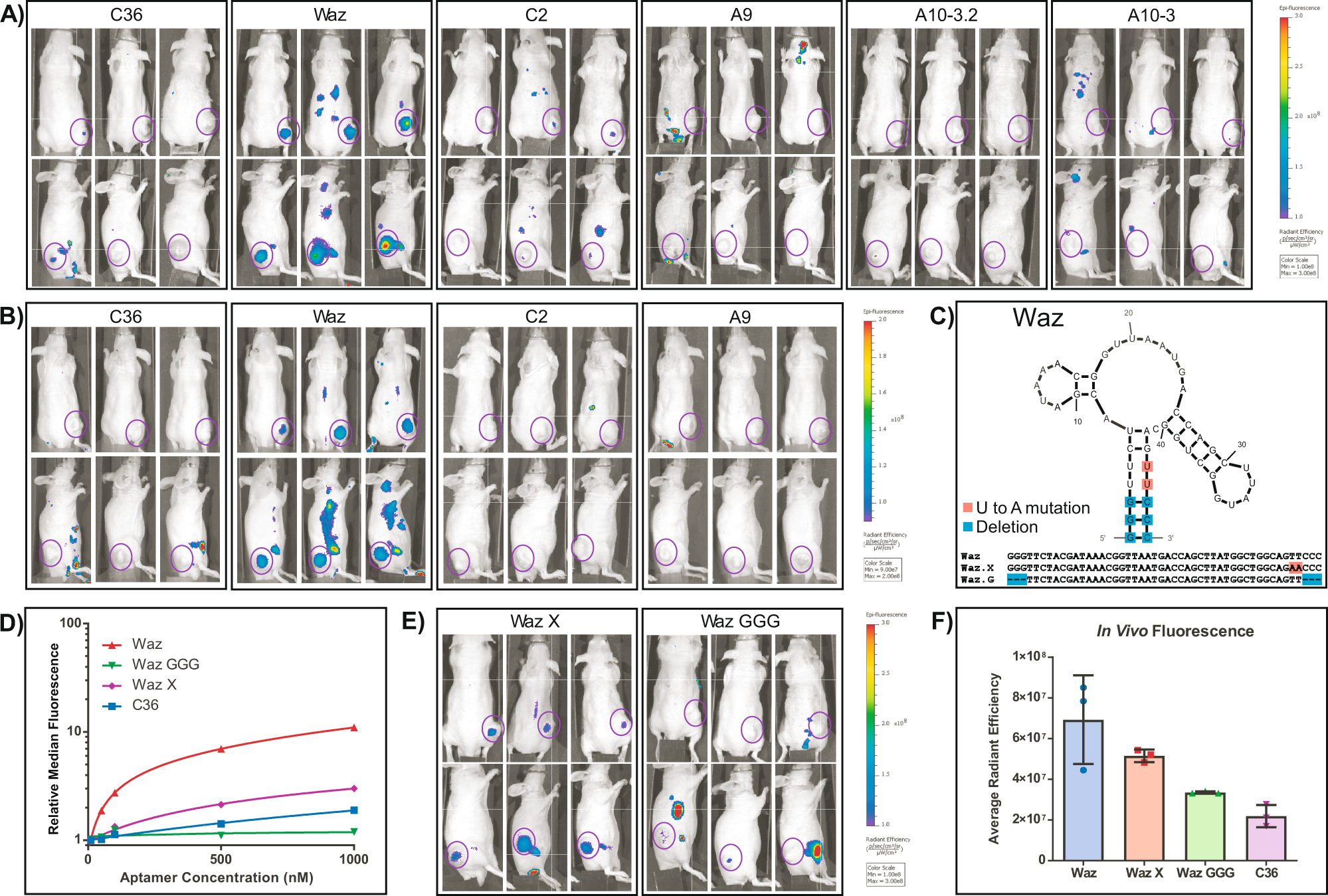 Fig. 5: In vivo imaging and validation of aptamer function.