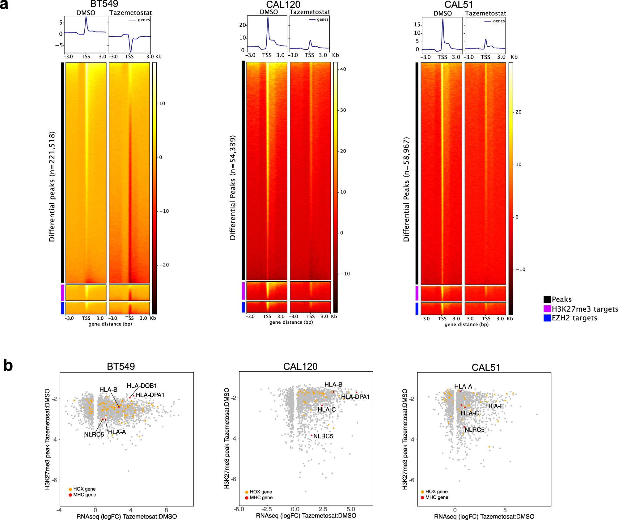 Fig. 6: EZH2 inhibition decreases global H3K27me3 and repressive marks at MHC-I locus.