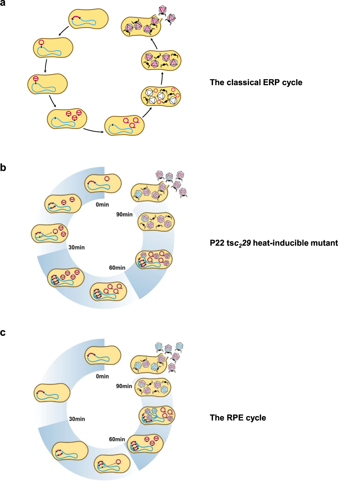 Lateral transduction is inherent to the life cycle of the archetypical  Salmonella phage P22 | Nature Communications