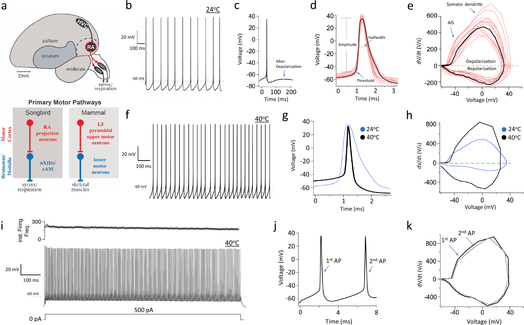 Resurgent Na+ currents promote ultrafast spiking in projection neurons that  drive fine motor control | Nature Communications