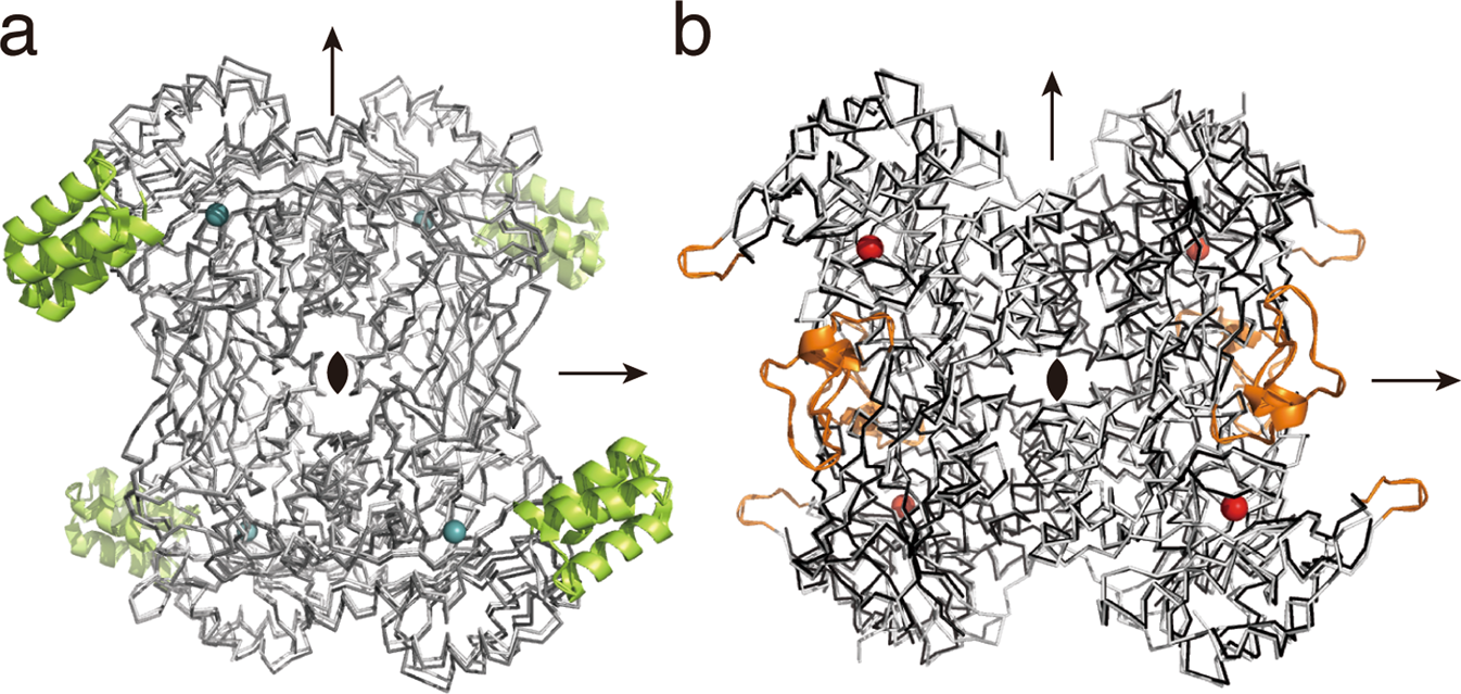 Fig. 4: Comparison of overall structures between X-ray crystal structures and cryo-EM structures.