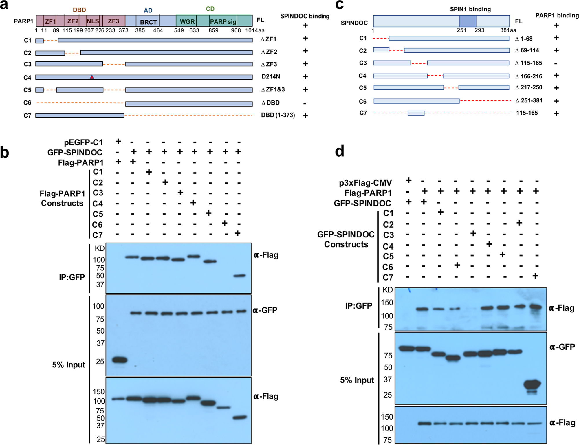 Fig. 2: Mapping the SPINDOC and PARP1-interaction domain.