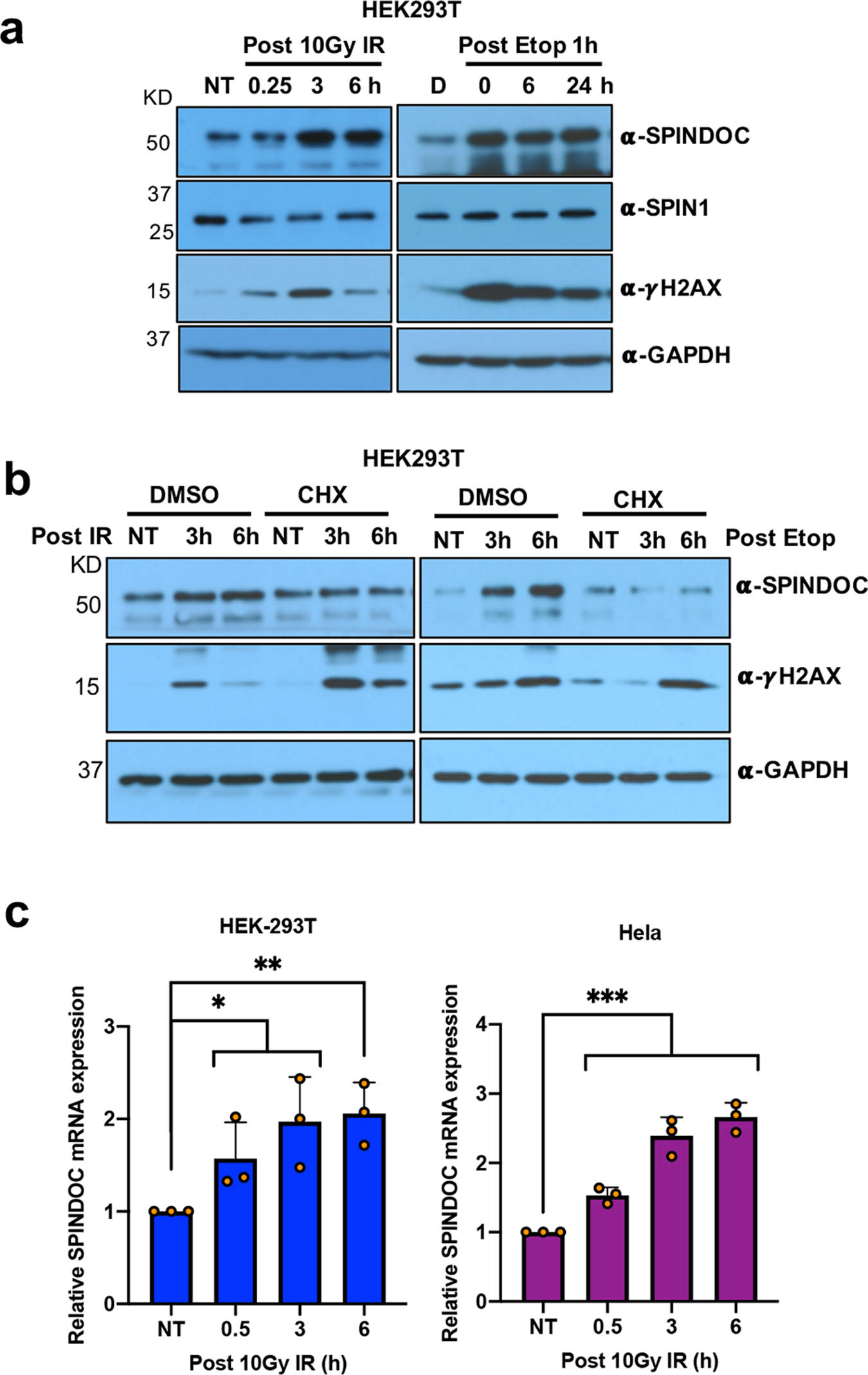Fig. 4: DSBs induce SPINDOC expression at both the mRNA and protein levels.