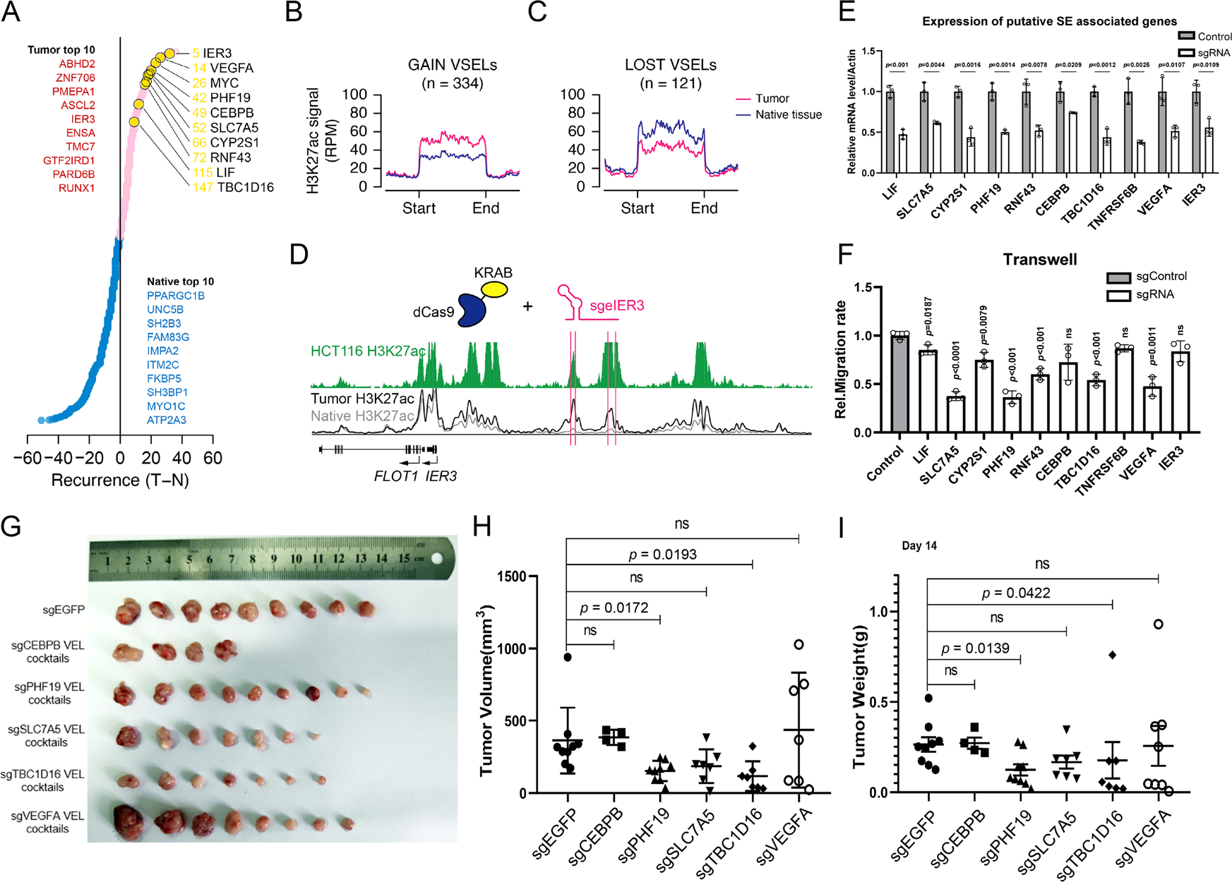 Fig. 4: Functions of tumor-specific super enhancers in CRC.