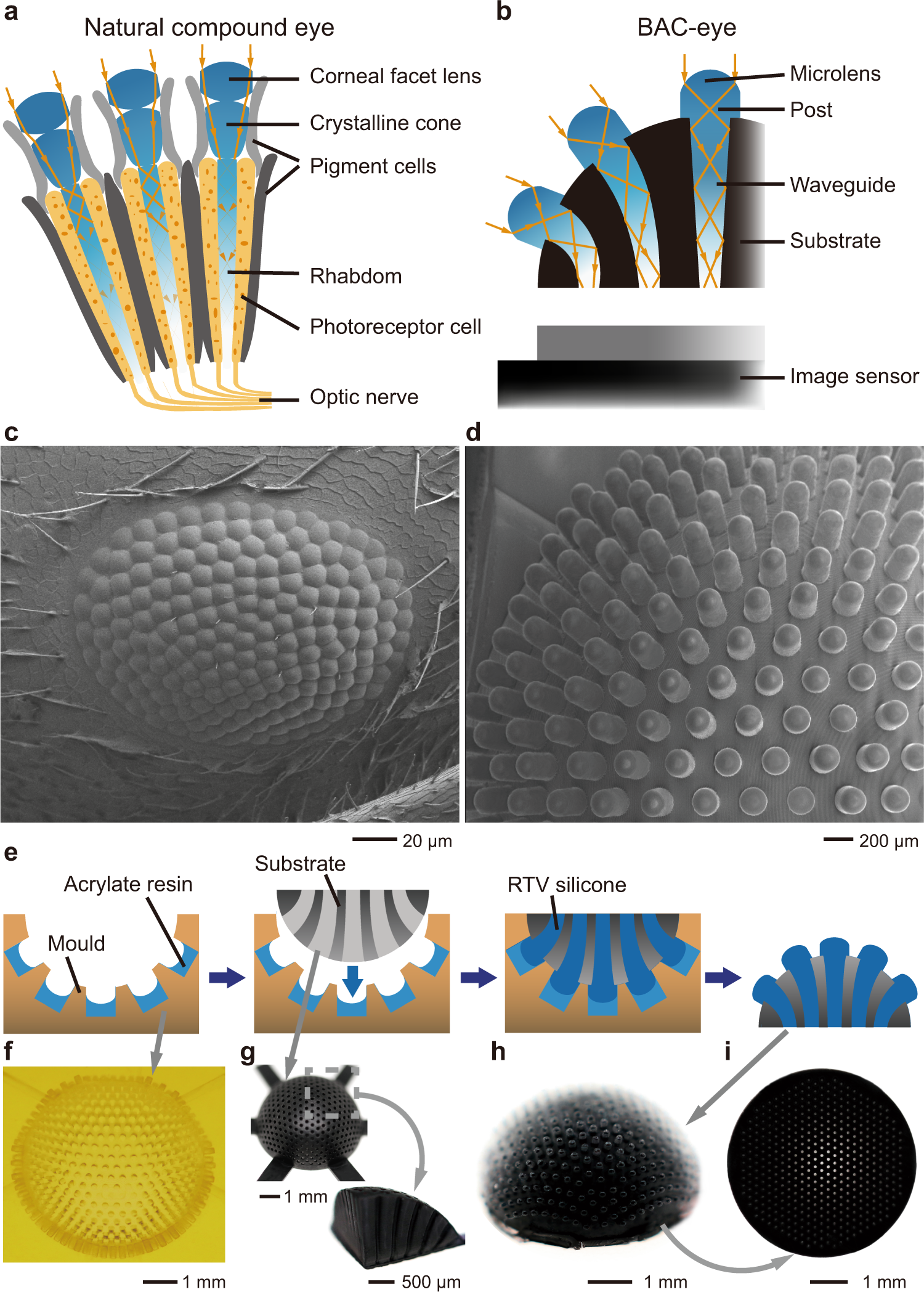 Biomimetic apposition compound eye fabricated using microfluidic-assisted  3D printing