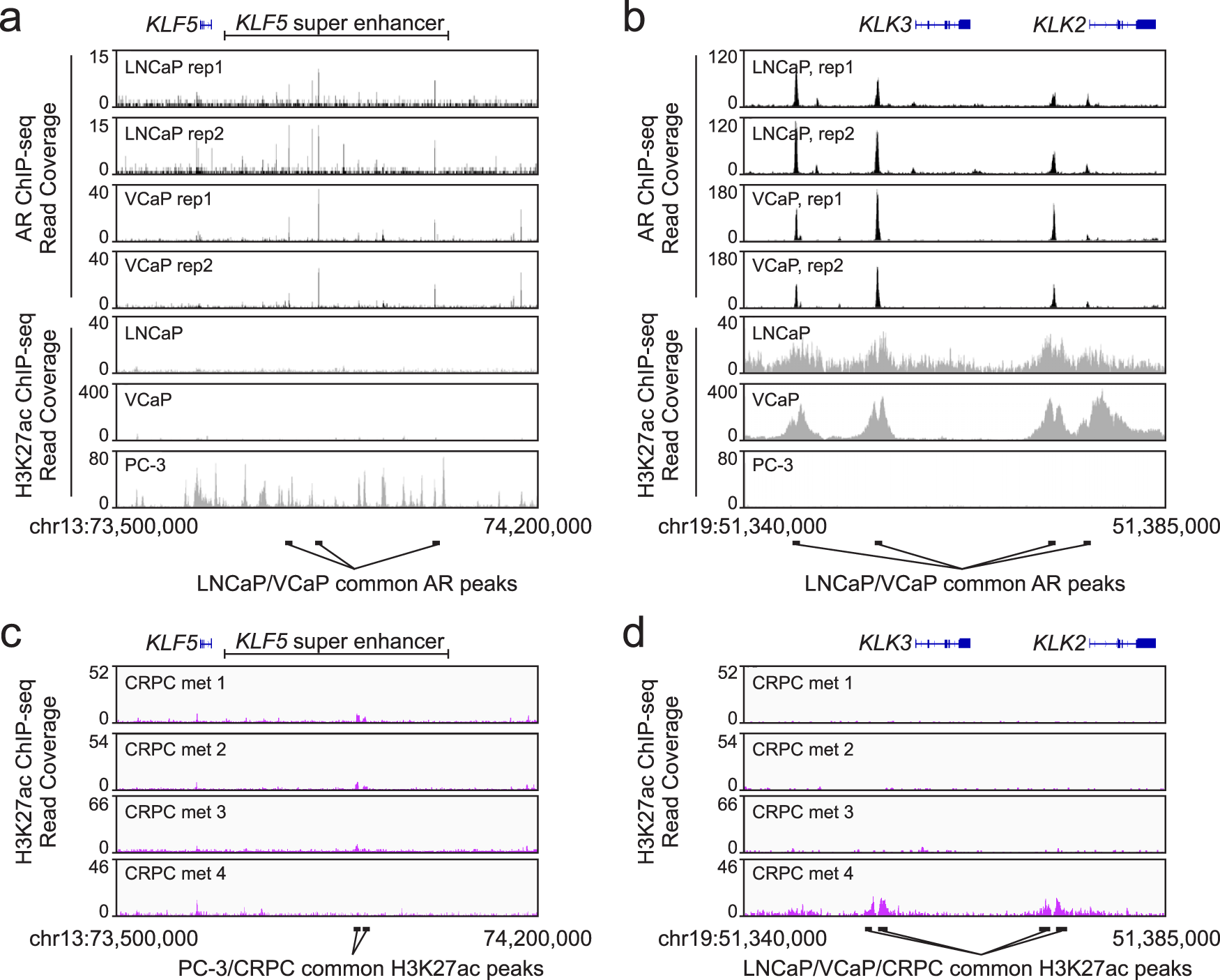 Fig. 3: The KLF5 and KLK2/3 super-enhancers display an inverse pattern of H3K27ac activation marks.