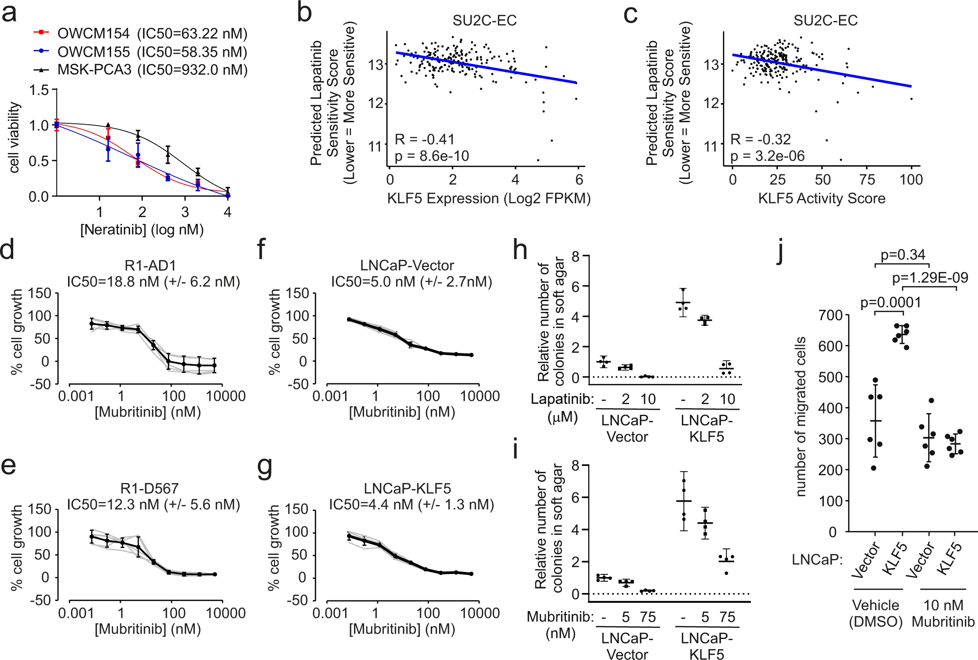 Fig. 8: Targeting ERBB2 inhibits oncogenic effects of KLF5.