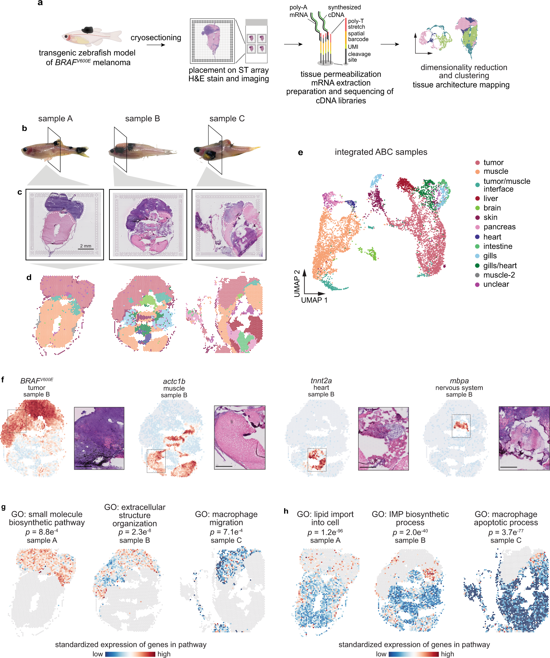 Spatially resolved transcriptomics: advances and applications