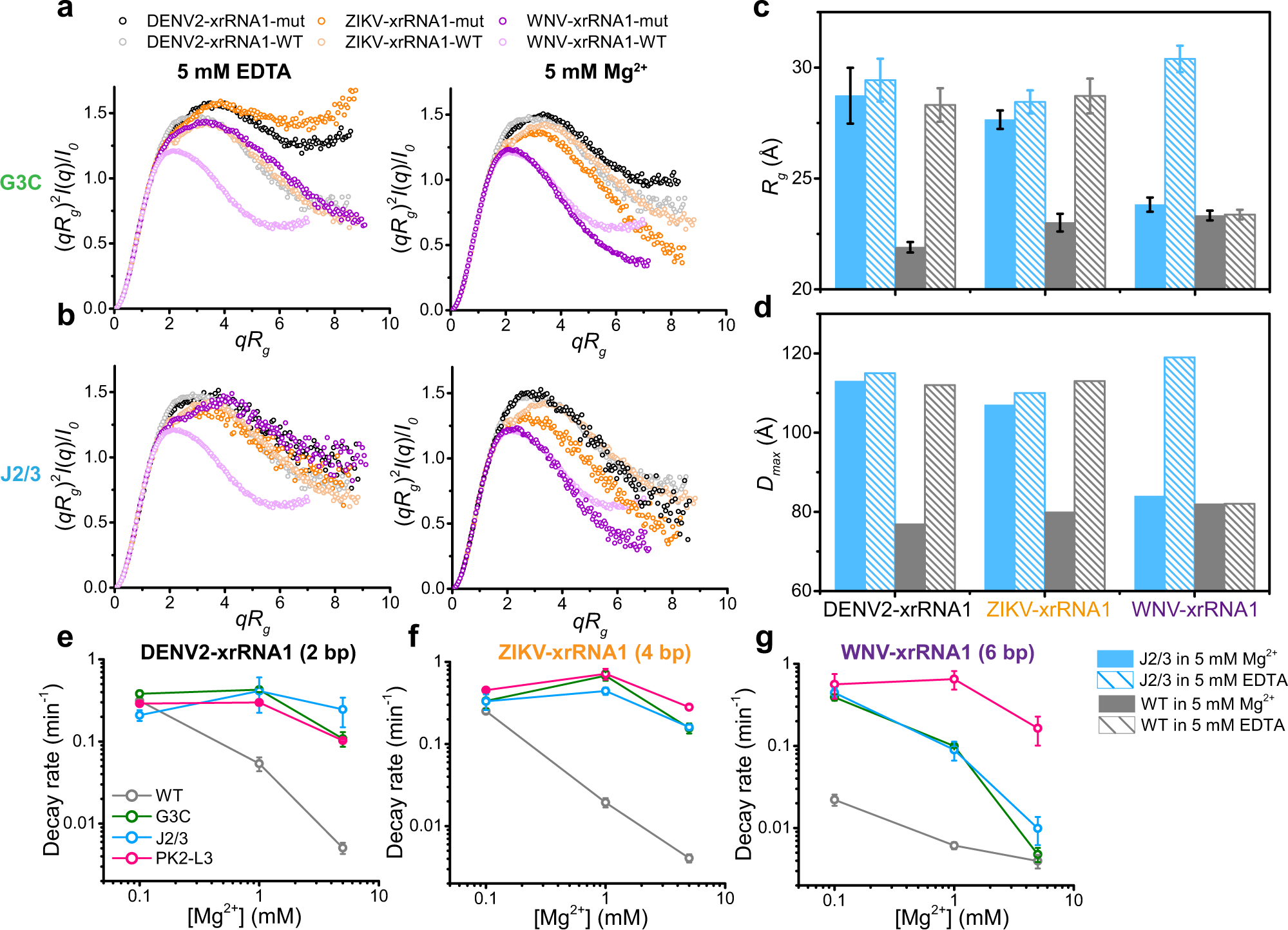 Fig. 5: Mutations at key tertiary motifs affect the structure and Xrn1 resistance of flaviviral xrRNAs.