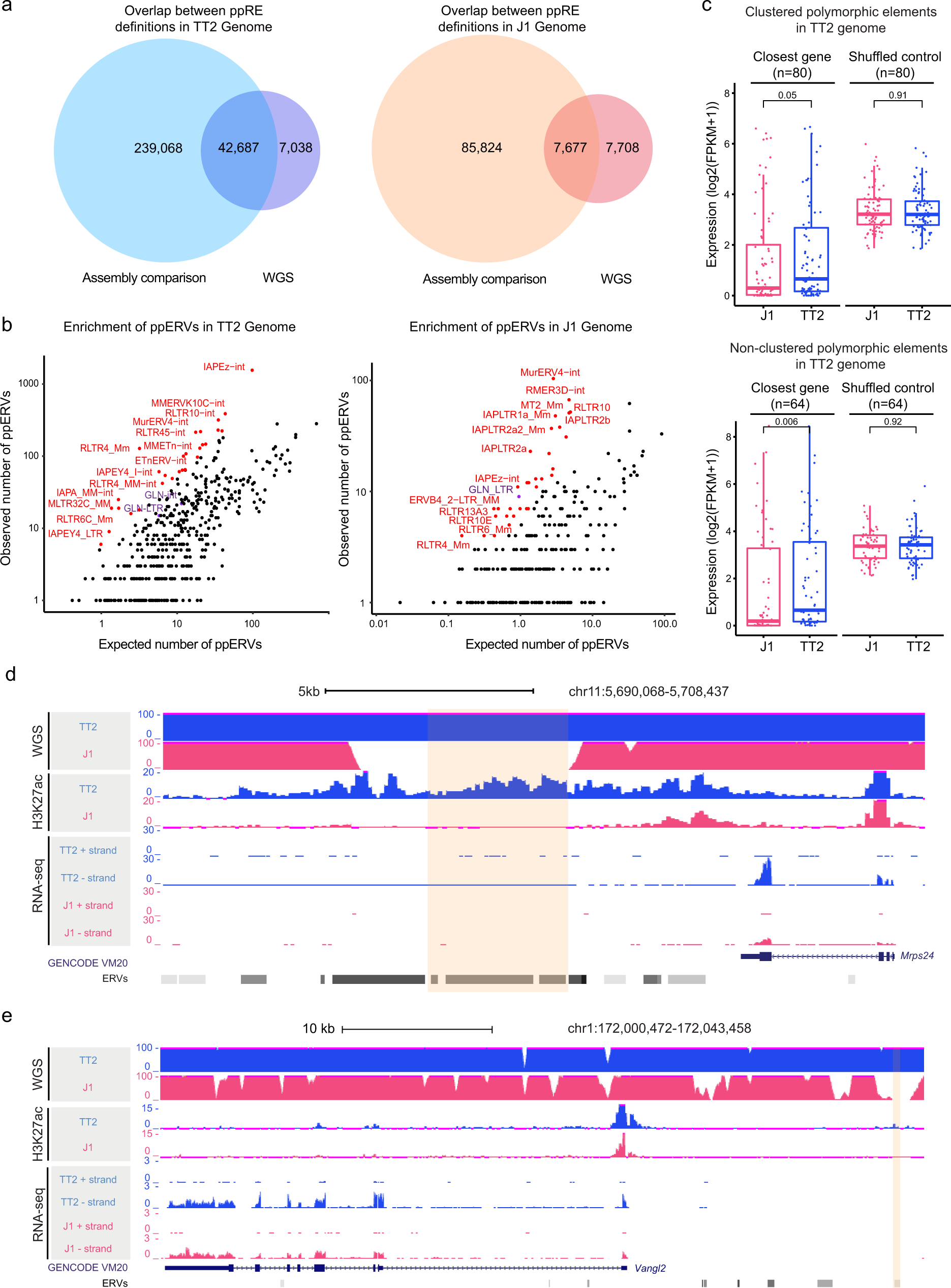 Fig. 6: Genome-wide analysis identifies additional polymorphic ERVs capable of epigenomic and transcriptomic regulation.