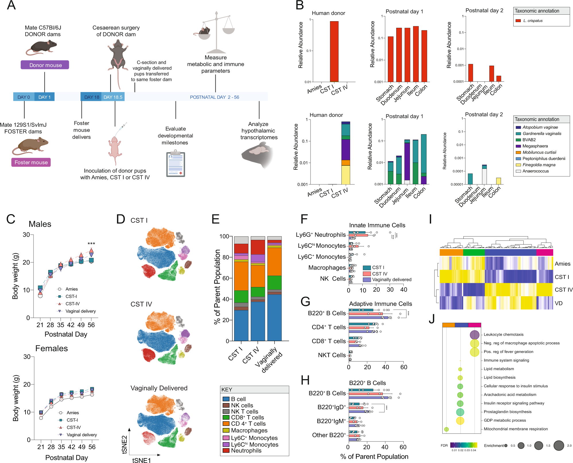 human of at composition in microbiota offspring | affects a The transferred birth vaginal health Communications Nature model mouse
