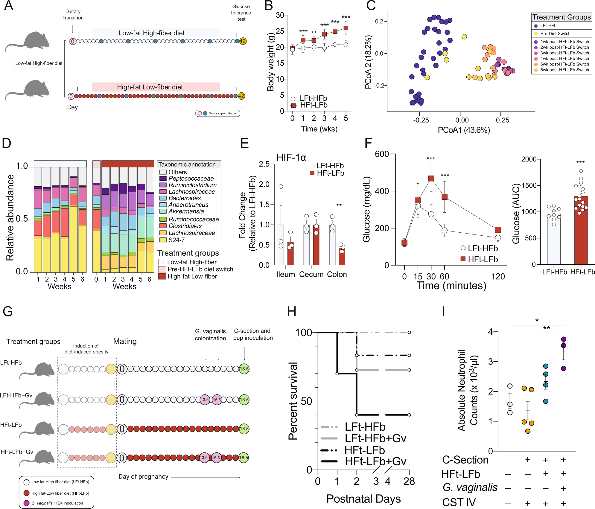 Fig. 3: Modeling compounding maternal risk factors results in an adverse response to birth-associated microbial exposure.
