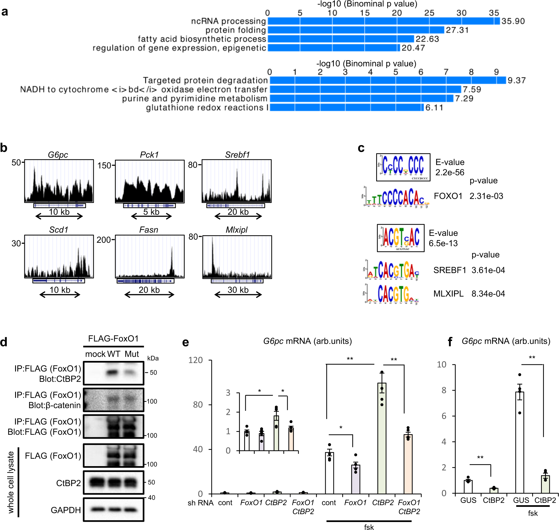 The transcriptional corepressor CtBP2 serves as a metabolite sensor orchestrating hepatic glucose and lipid homeostasis | Nature Communications the-transcriptional-corepressor-ctbp2-serves-as-a-metabolite-sensor-orchestrating-hepatic-glucose-and-lipid-homeostasis-nature-communications