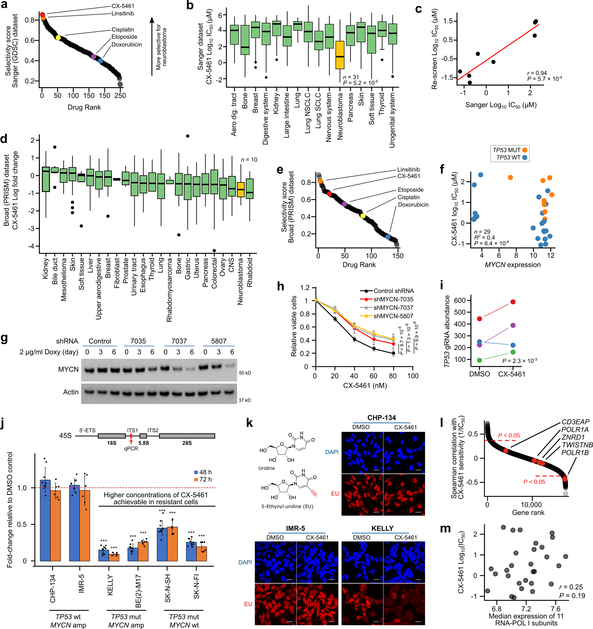 The chemotherapeutic CX-5461 primarily targets TOP2B and exhibits selective  activity in high-risk neuroblastoma | Nature Communications