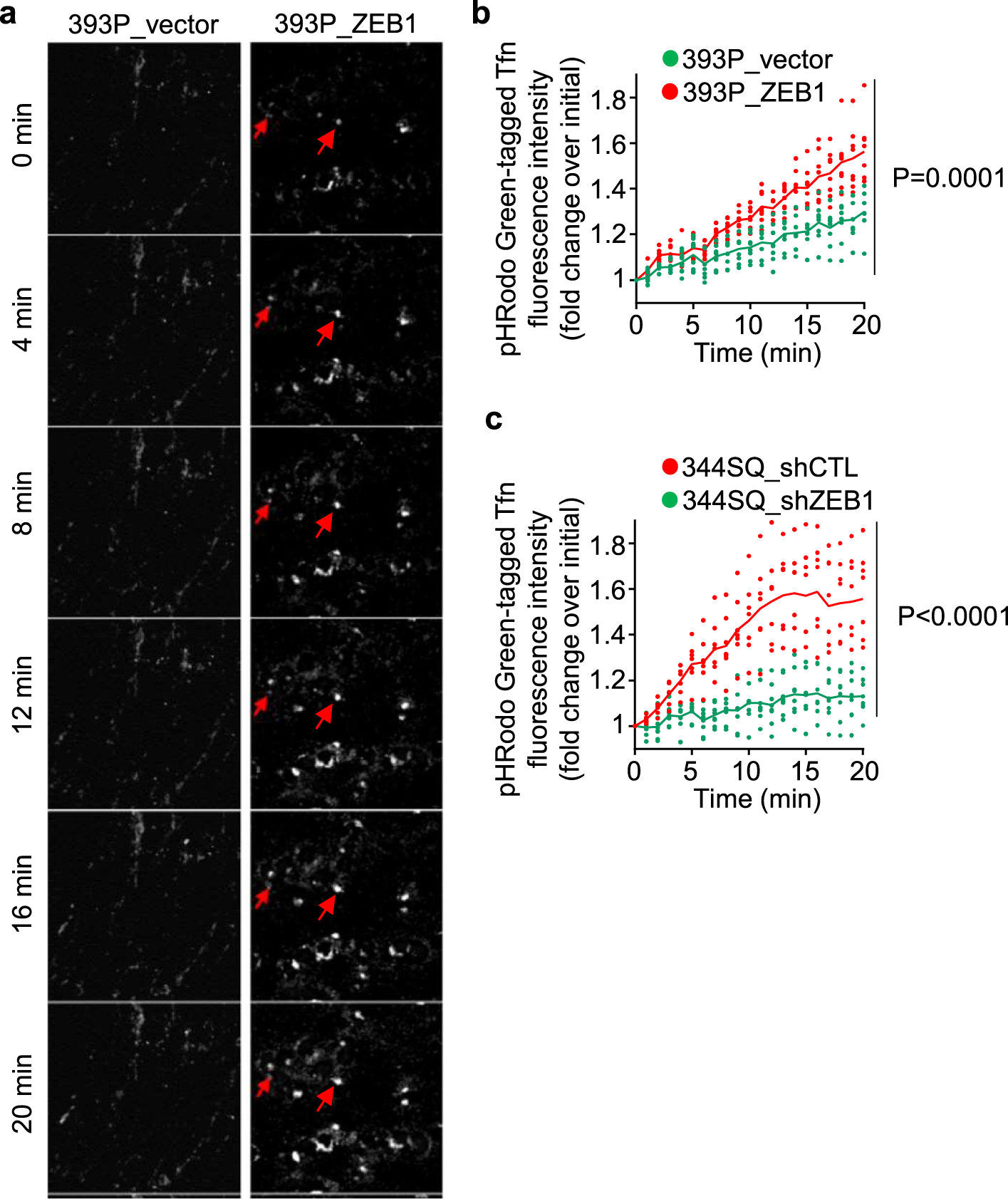 Fig. 4: ZEB1 accelerates endosomal acidification.