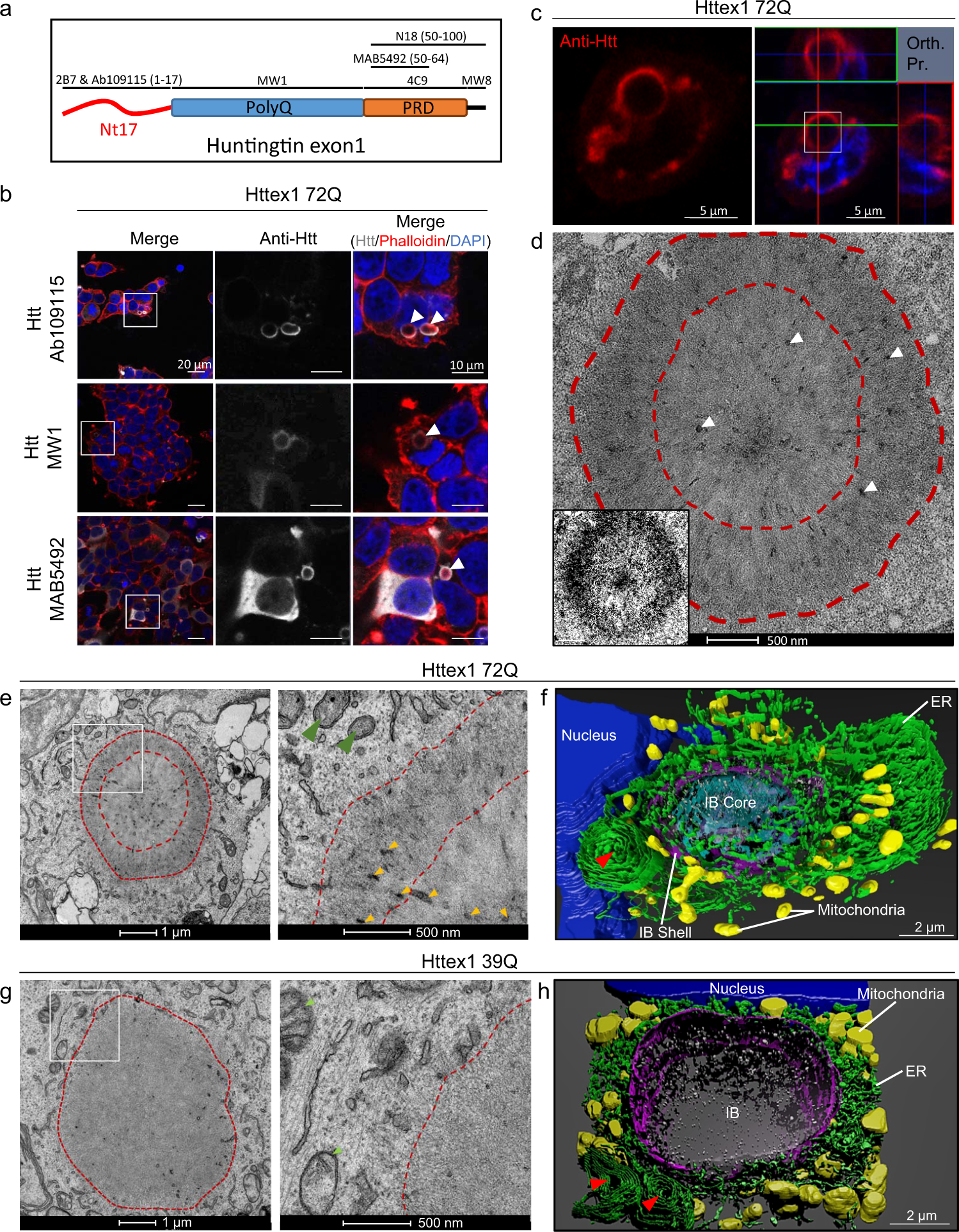 Nuclear And Cytoplasmic Huntingtin Inclusions Exhibit Distinct Biochemical Composition Interactome And Ultrastructural Properties Nature Communications