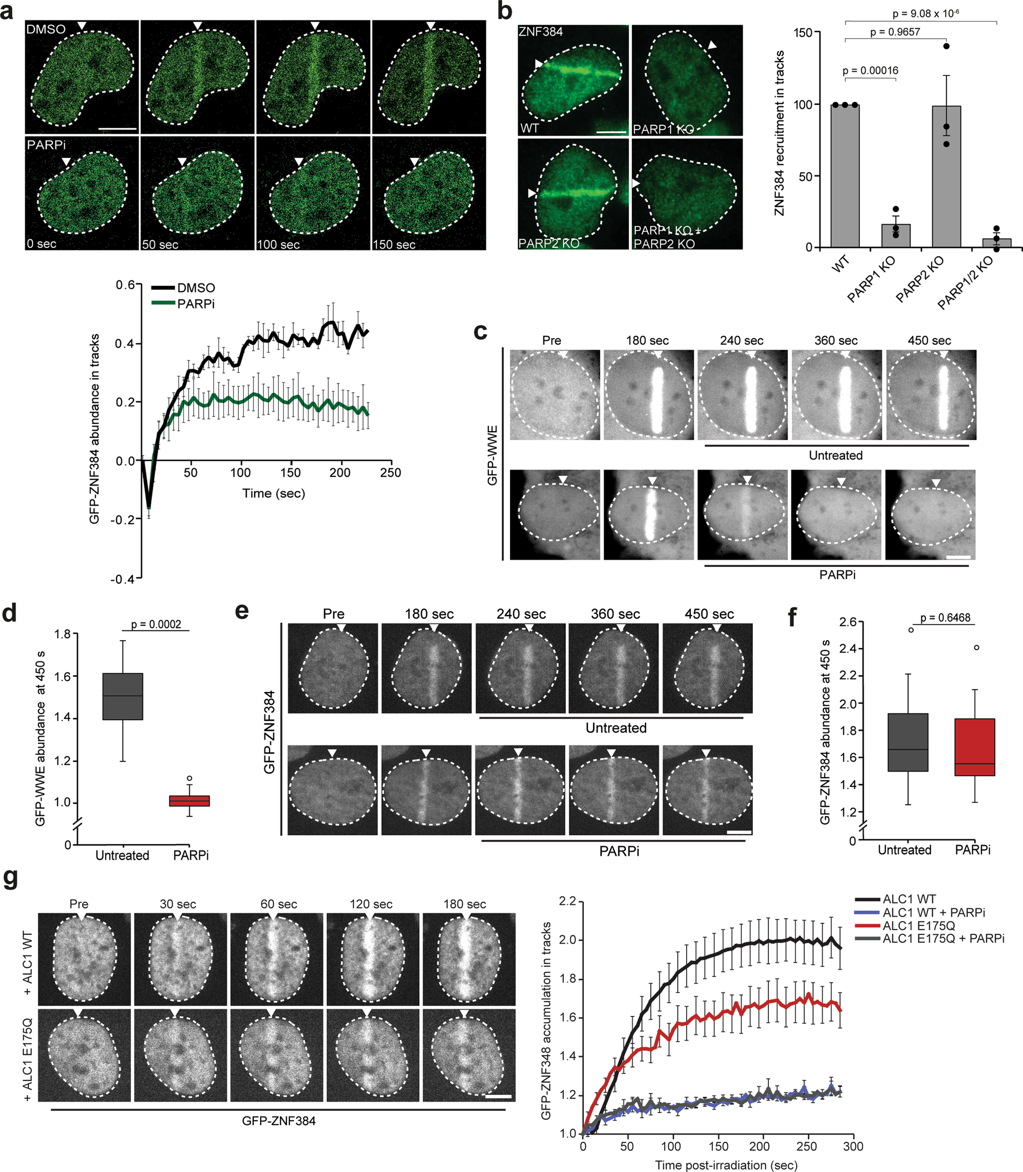 Fig. 2: PARP1 activity facilitates DNA binding of ZNF384 at sites of damage.