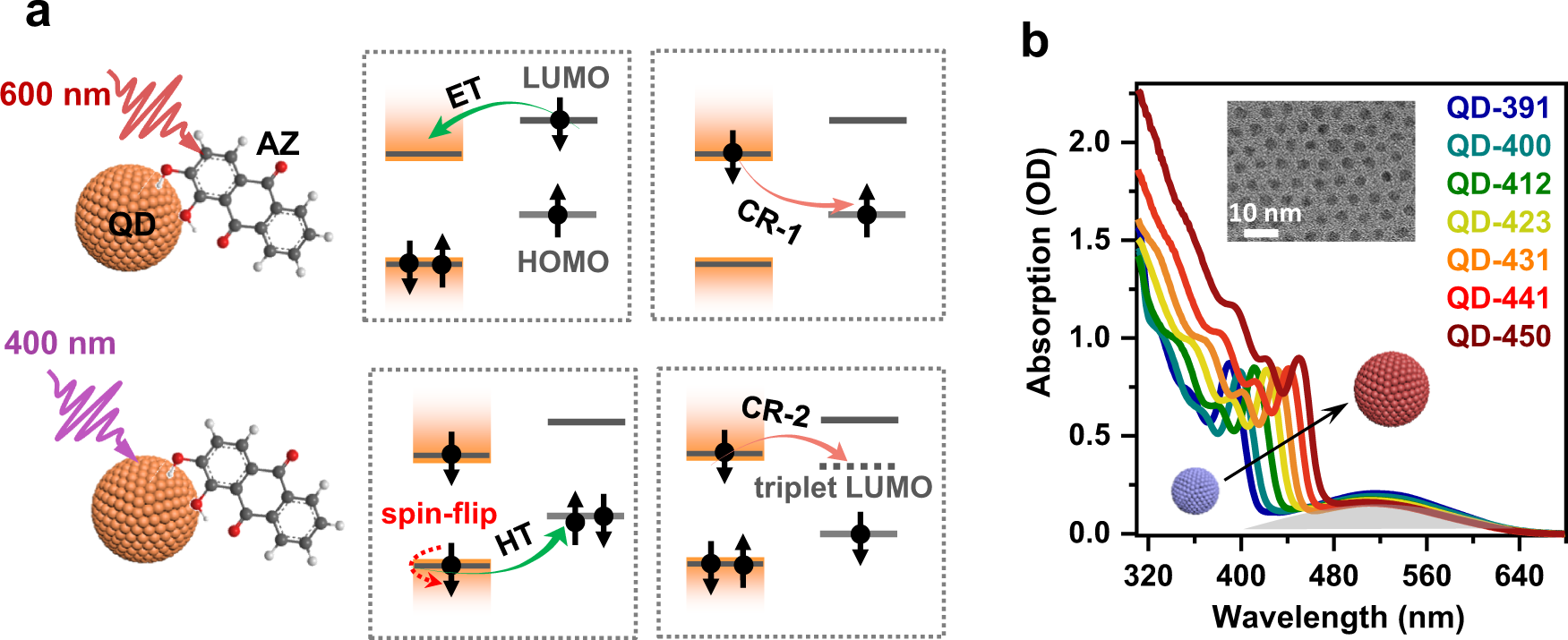 Fig. 2: QD-alizarin complexes as a model system for charge transfer studies.