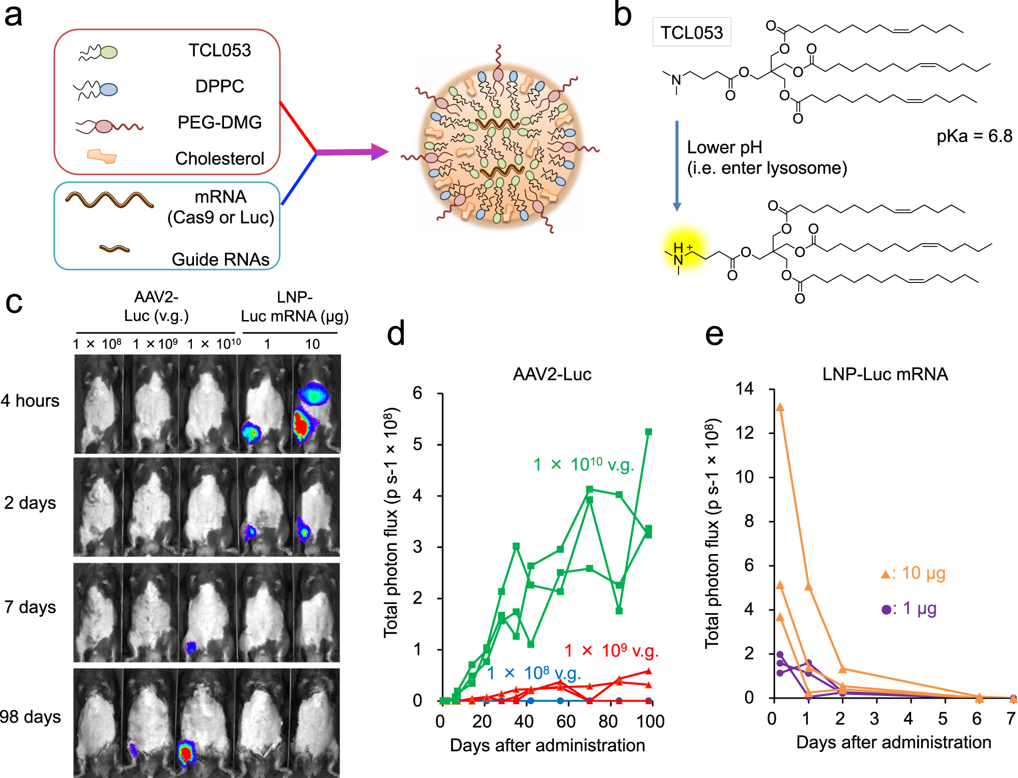 Low immunogenicity of LNP allows repeated administrations of CRISPR-Cas9  mRNA into skeletal muscle in mice | Nature Communications